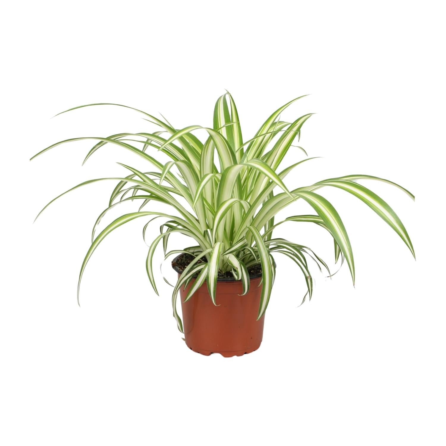 Zimmerpflanze Grünlilie Chlorophytum im Topf