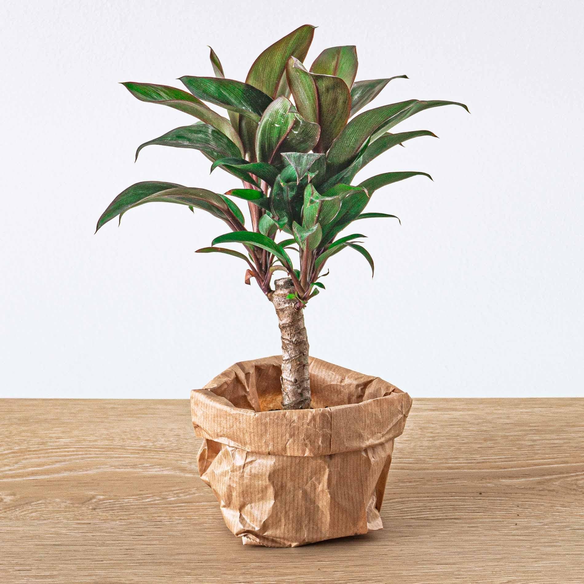 bunte Zimmerpflanze Keulenlilie Cordyline fruticosa 'Purple Compacta' im Topf