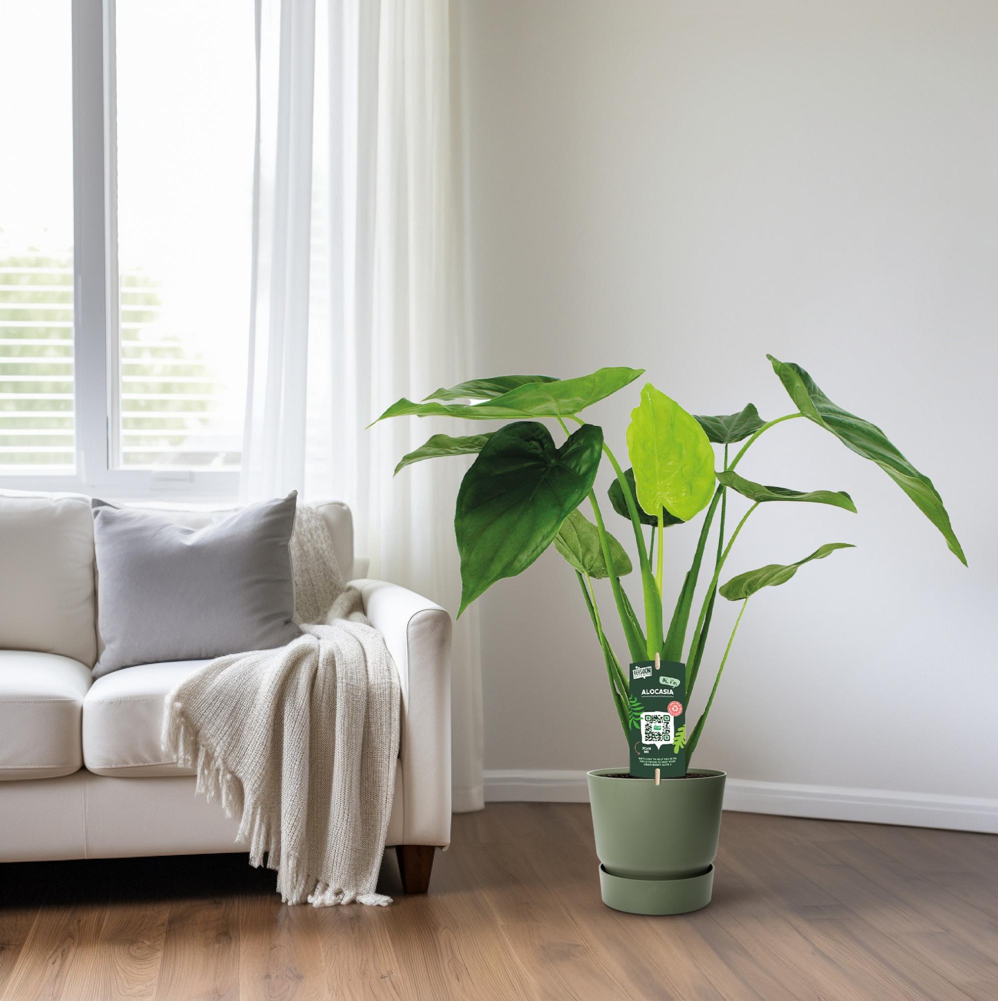 Zimmerpflanze Alocasia Cucullata neben einem Sofa
