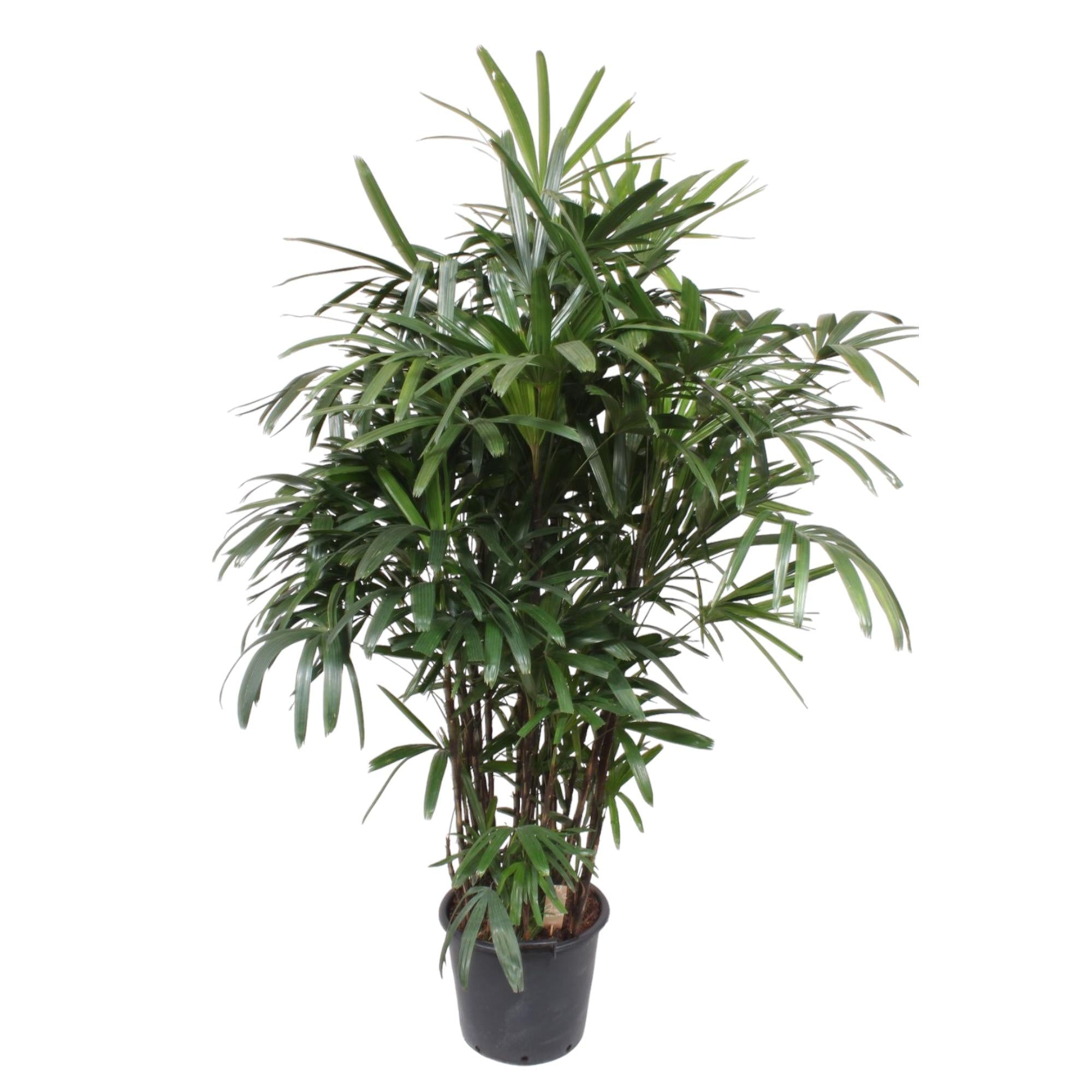buschige Steckenpalme Damenpalme Rhapis Excelsa im Topf
