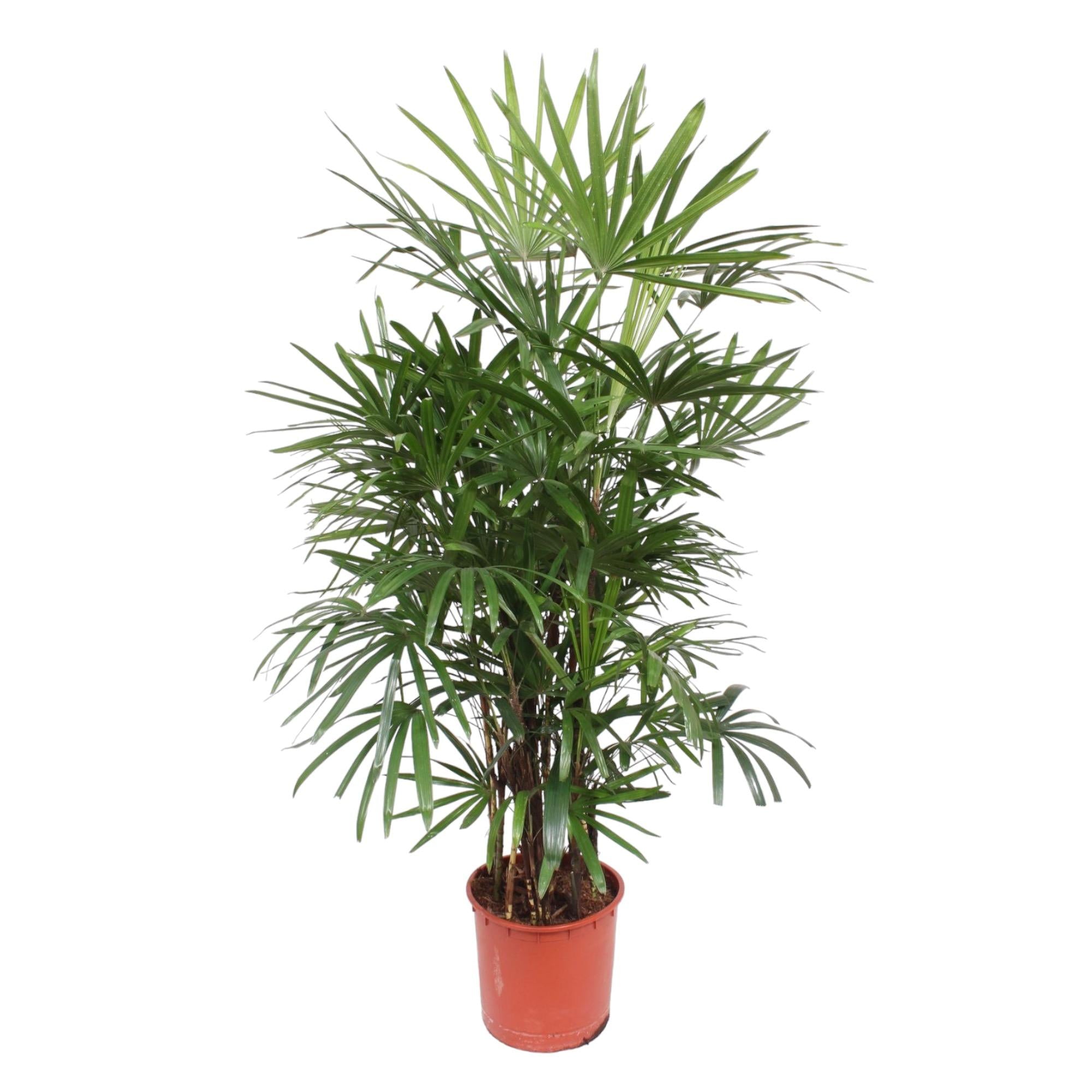 große Steckenpalme Damenpalme Rhapis Excelsa  im Topf
