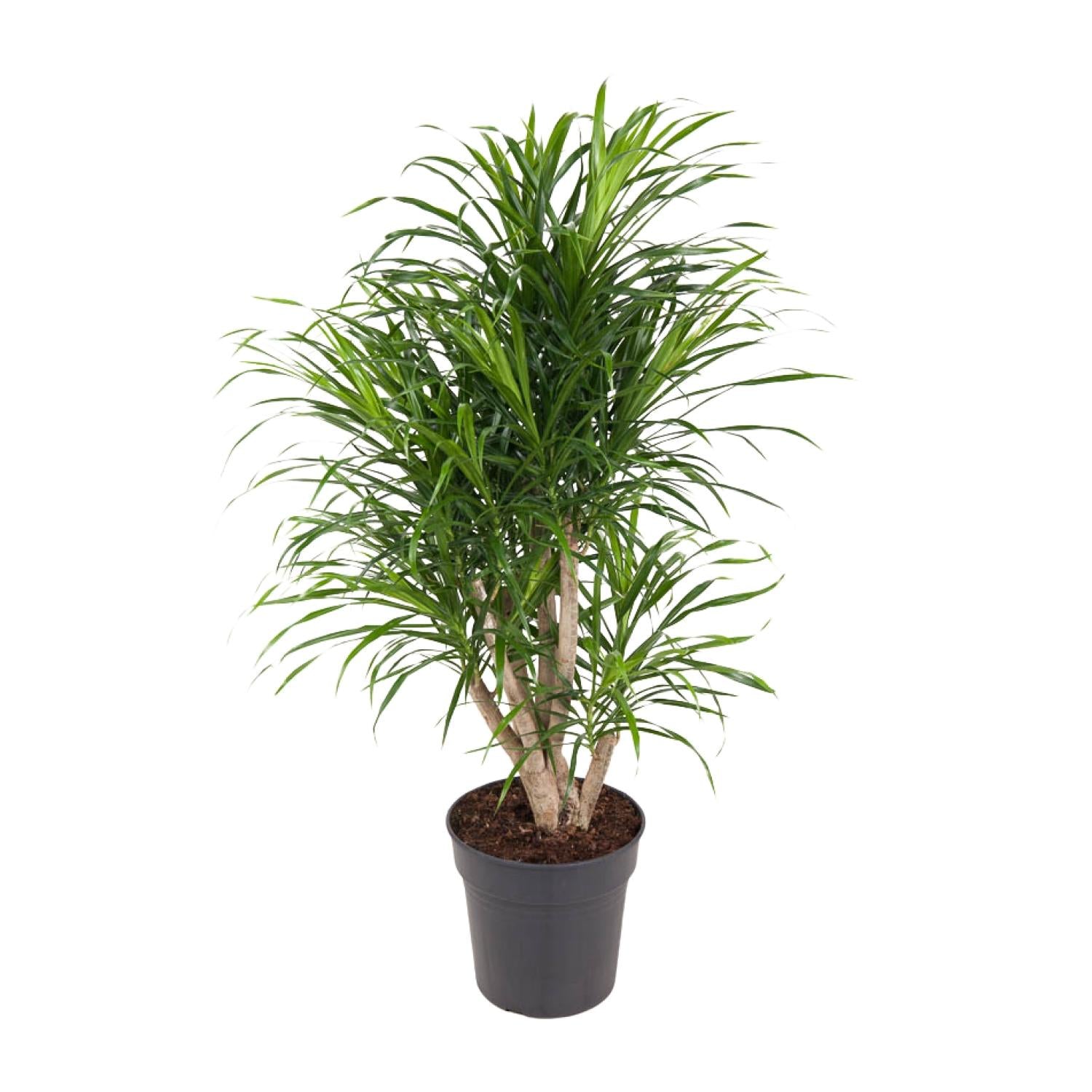 schöner Baum Dracaena Anita im Topf