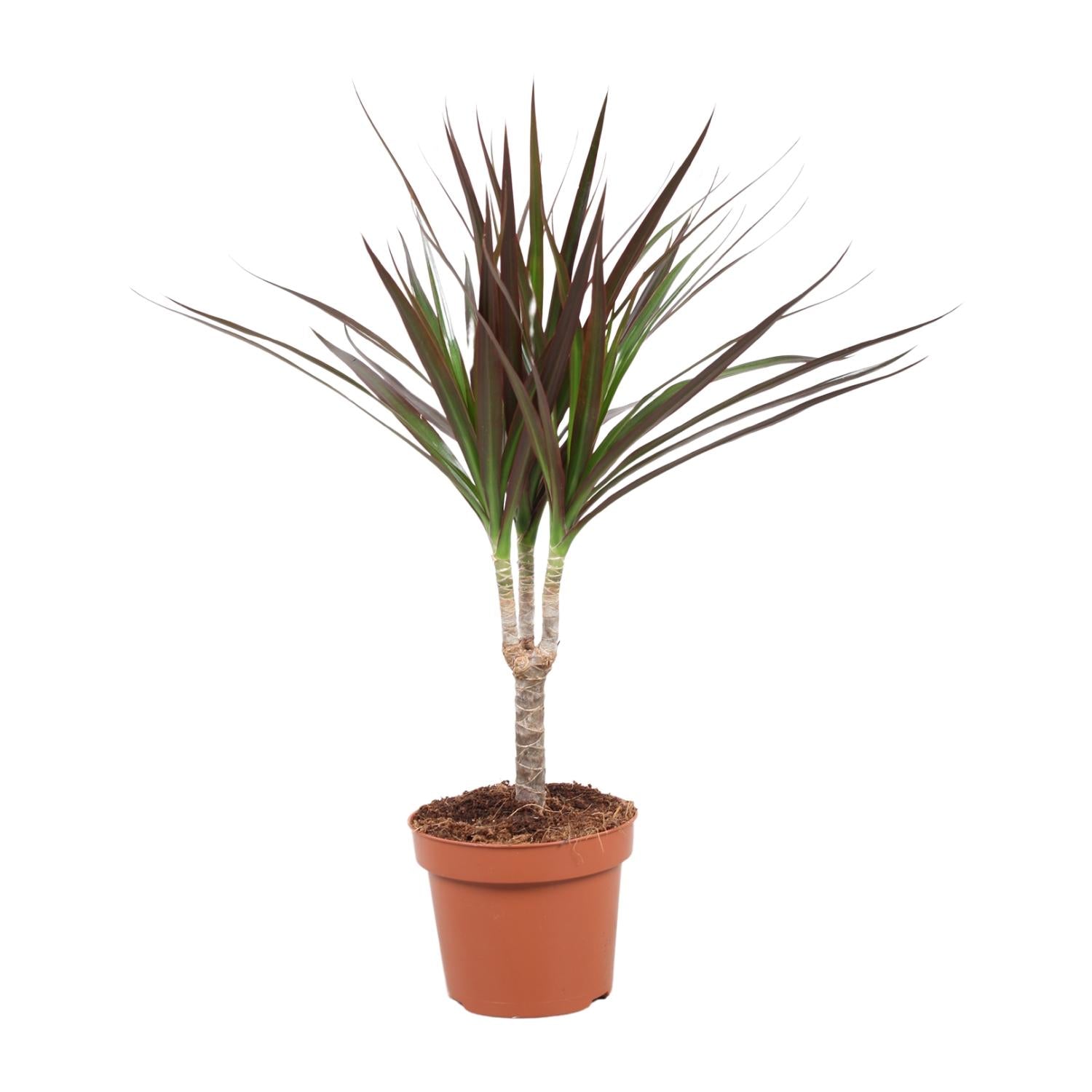 bunte Zimmerpflanze Drachenbaum Dracaena Magenta im Topf