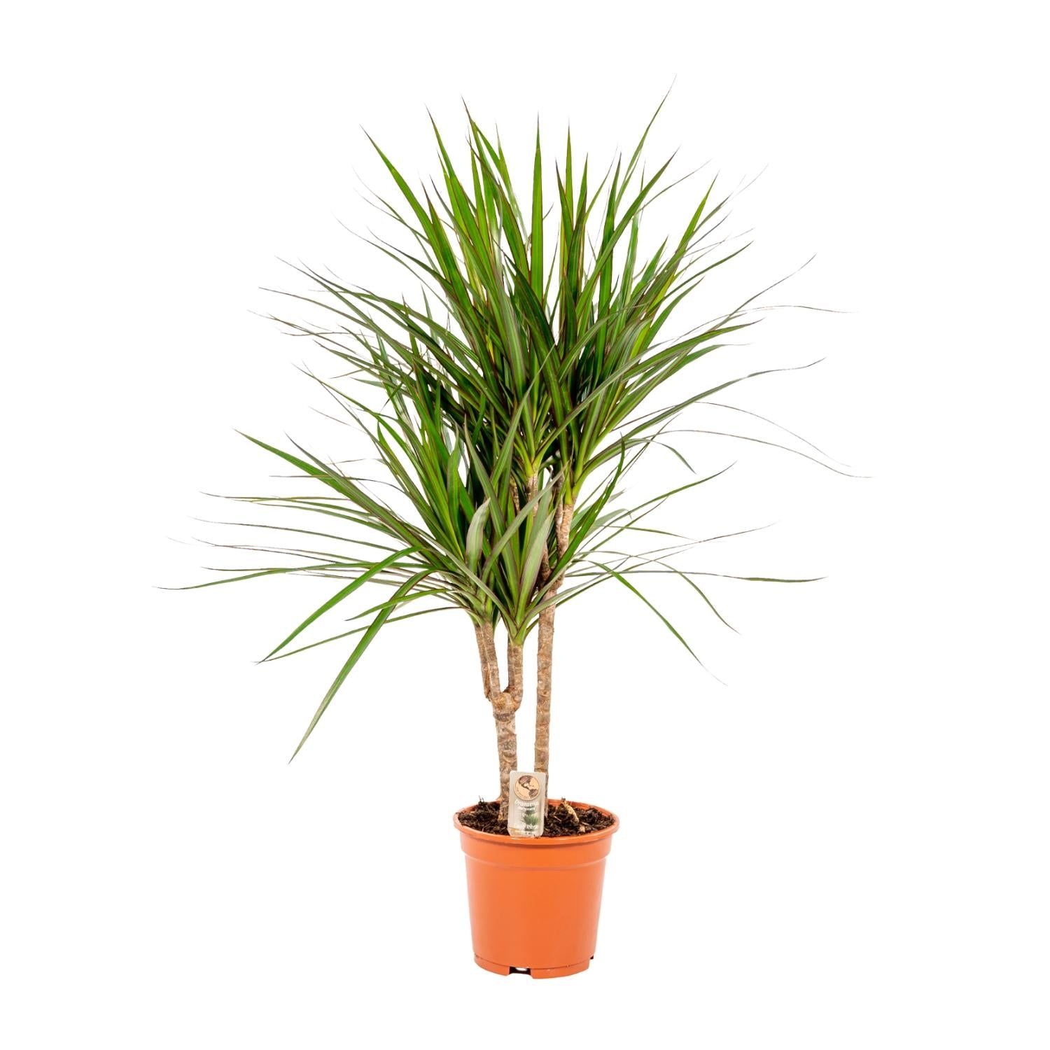 grüne Zimmerpflanze Drachenbaum Dracaena Marginata im Topf
