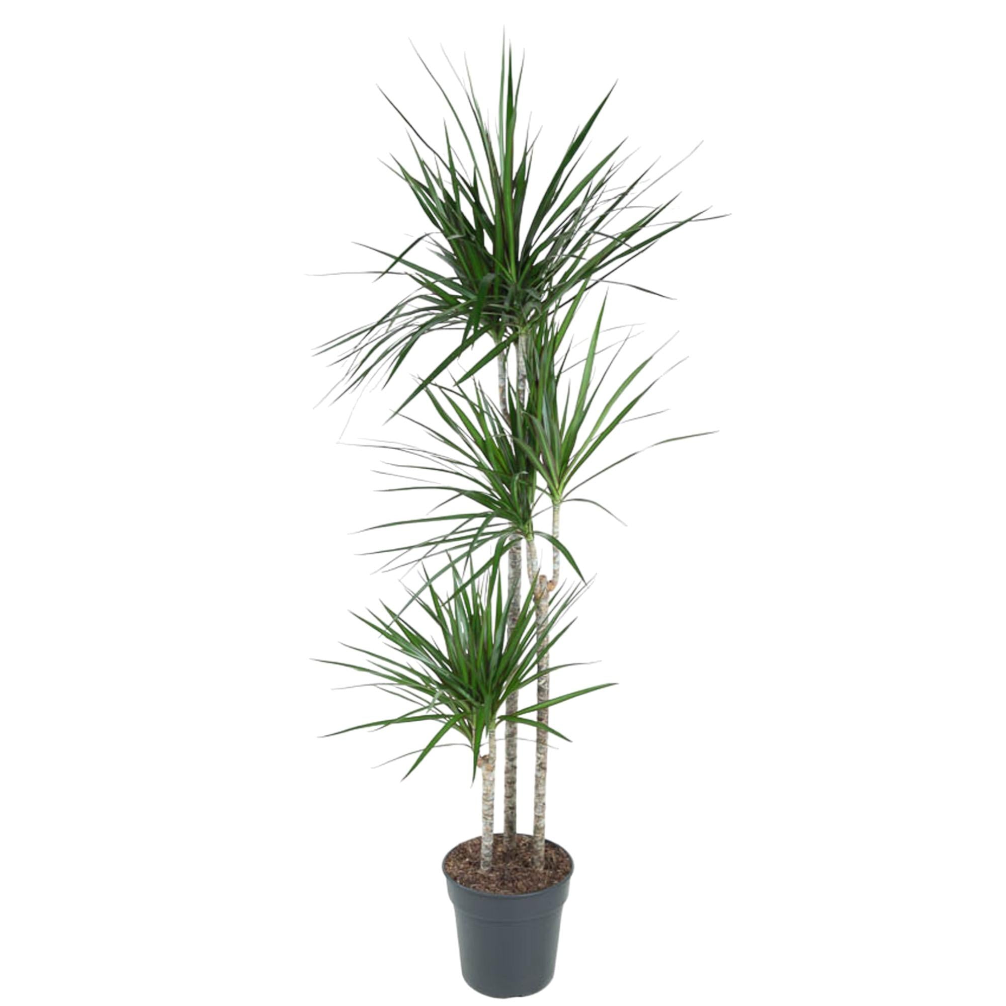 dreistämmiger hochgewachsener Drachenbaum Dracaena Marginata im Topf