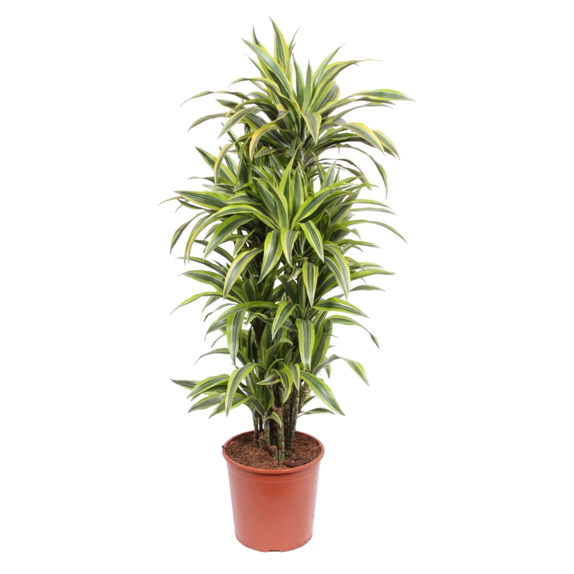buschige Zimmerpflanze Drachenbaum Dracaena Lemon Lime im Topf