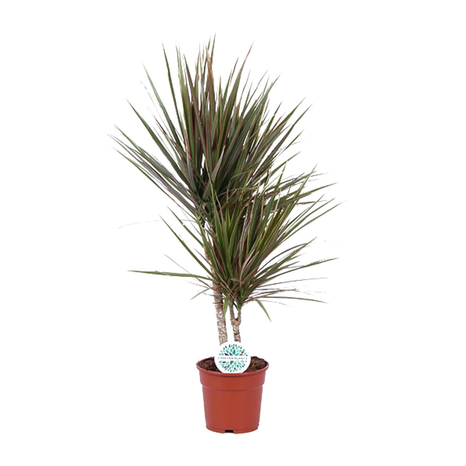 Zimmerpflanze Drachenbaum Dracaena Bicolor im Topf