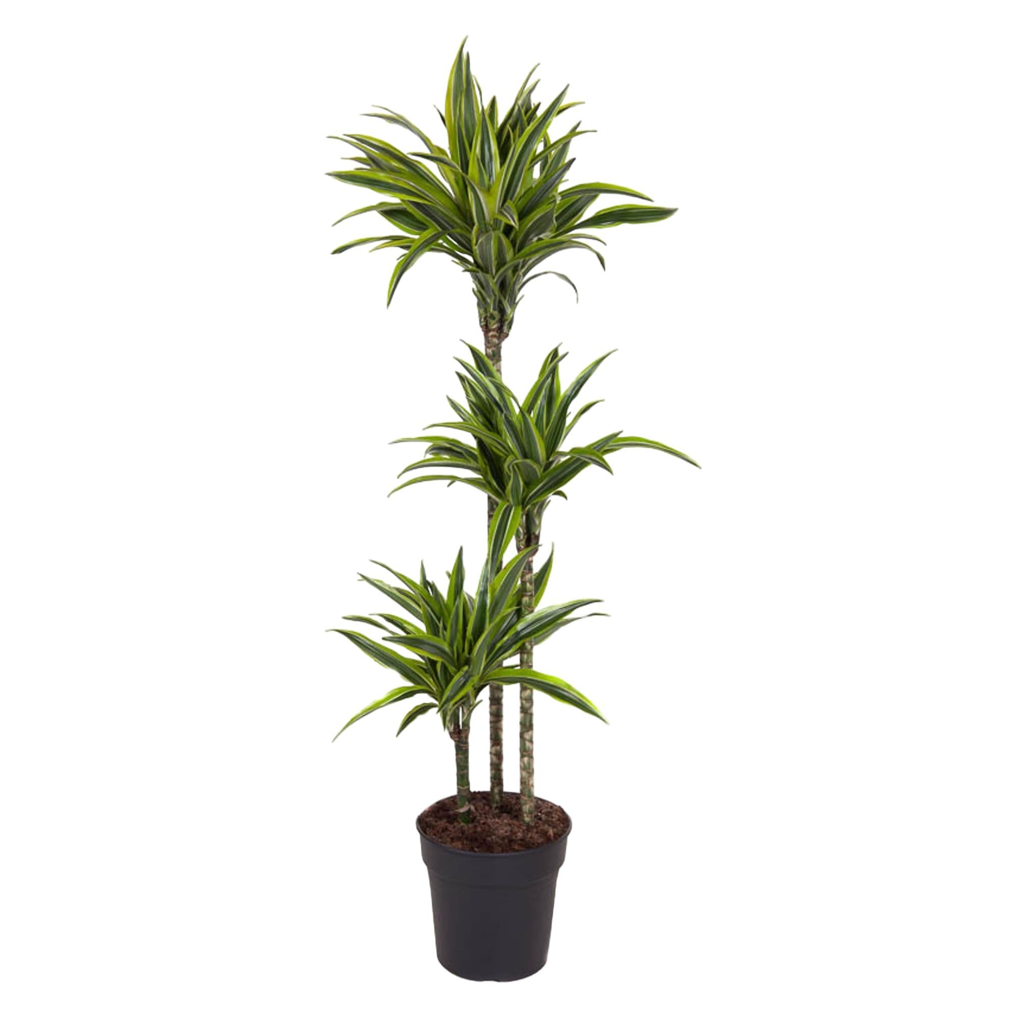  hoch gewachsene grüne Zimmerpflanze Drachenbaum Dracaena Lemon Lime im Topf