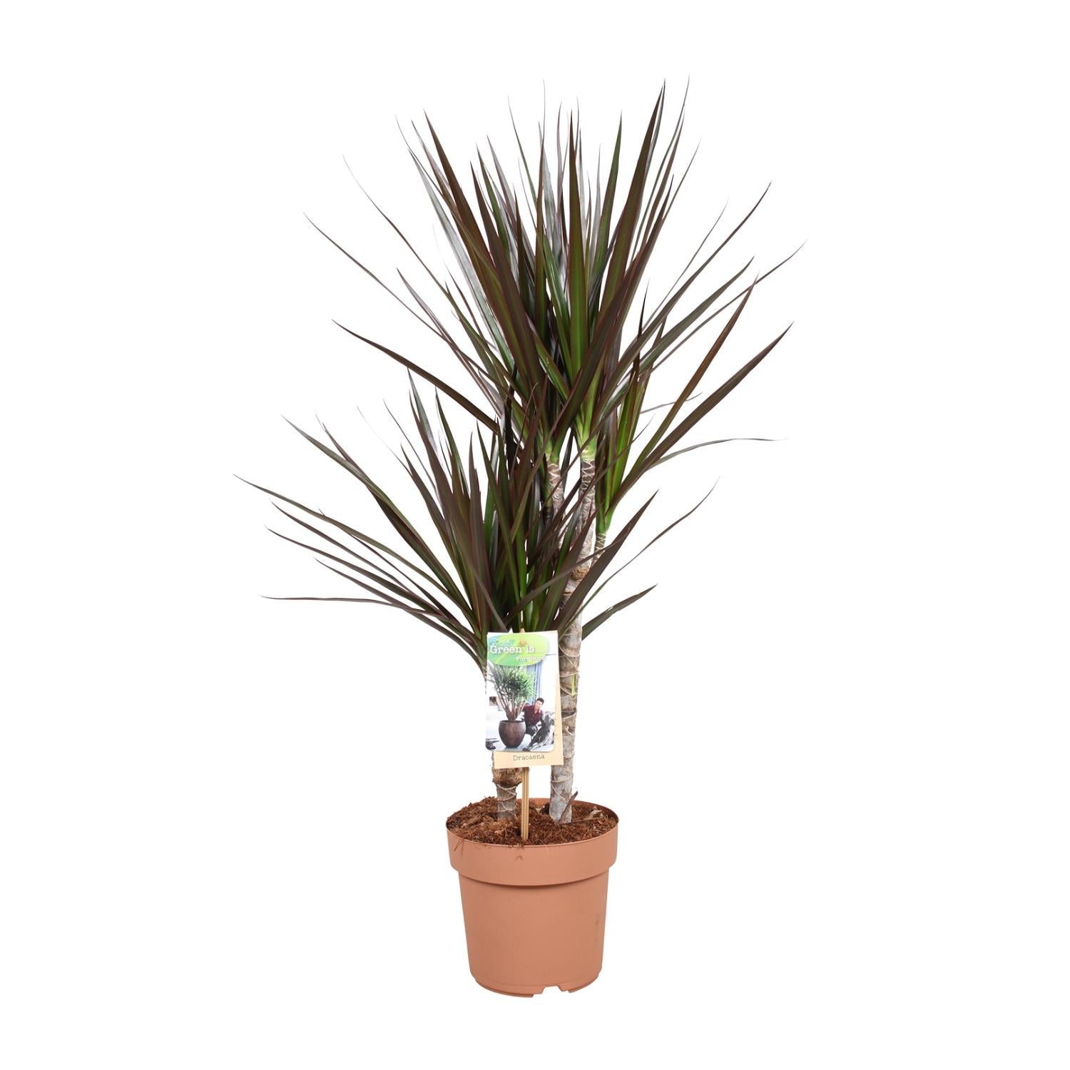 bunte Pflanze Drachenbaum Dracaena Magenta im Topf