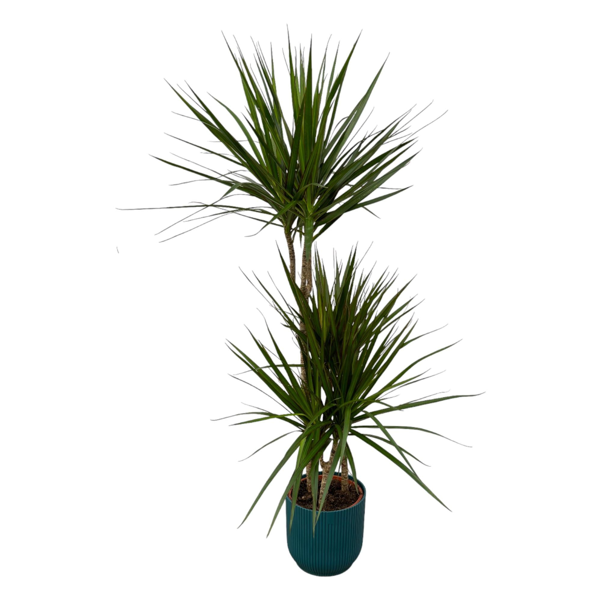 Zimmerpflanze Drachenbaum Dracaena Marginata im blauen Elho Topf