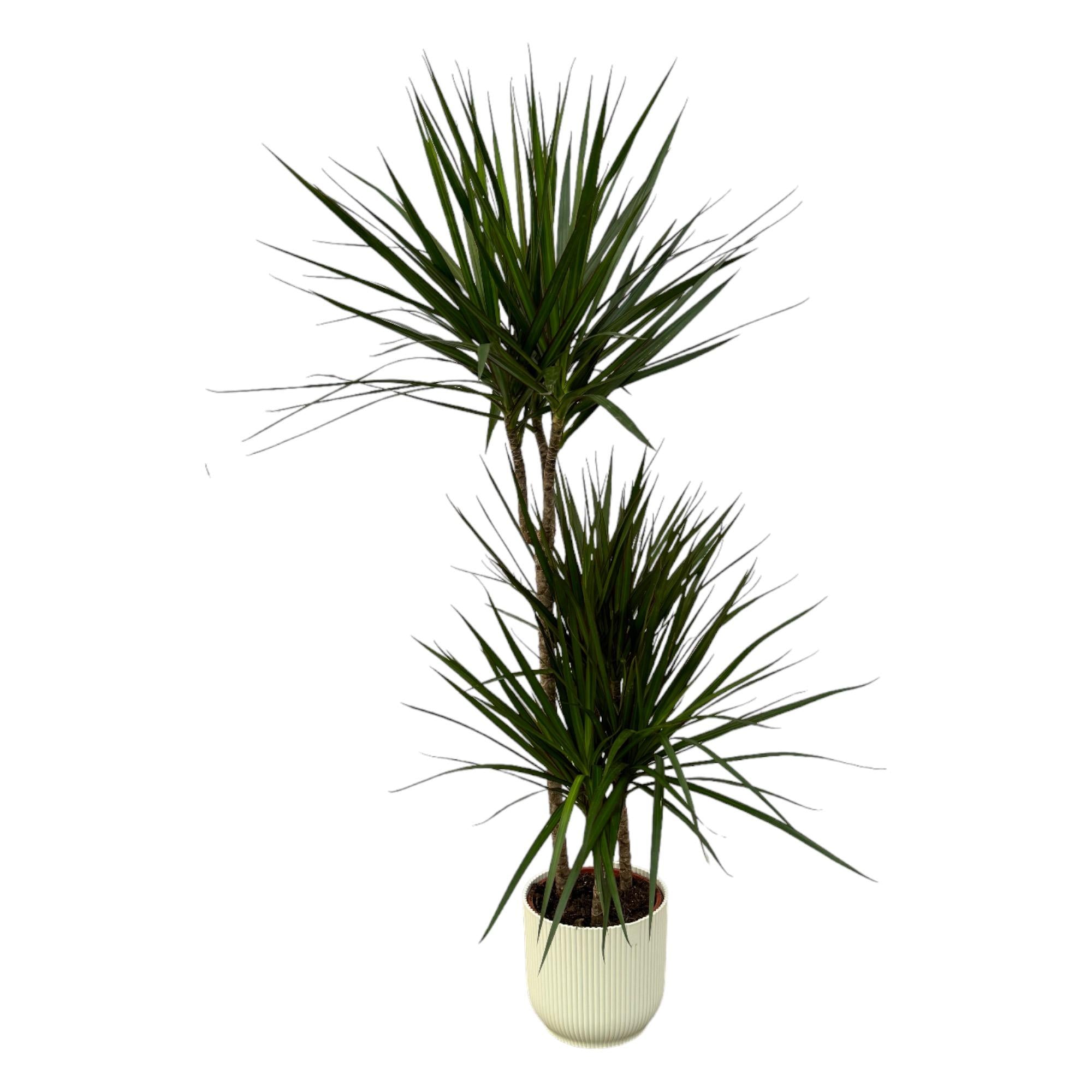 Zimmerpflanze Drachenbaum Dracaena Marginata im weißen Elho Topf
