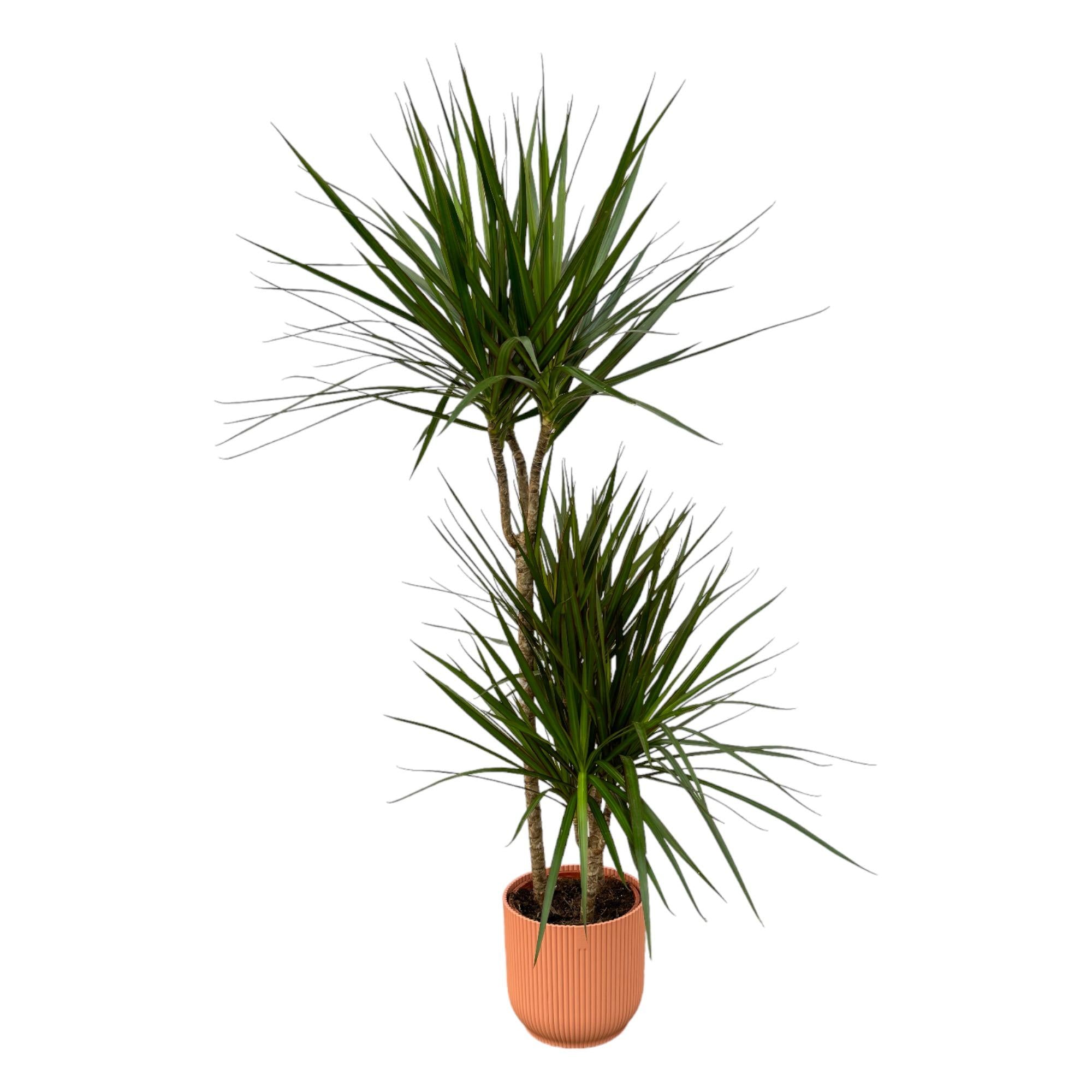 Zimmerpflanze Drachenbaum Dracaena Marginata im rosa Elho Topf