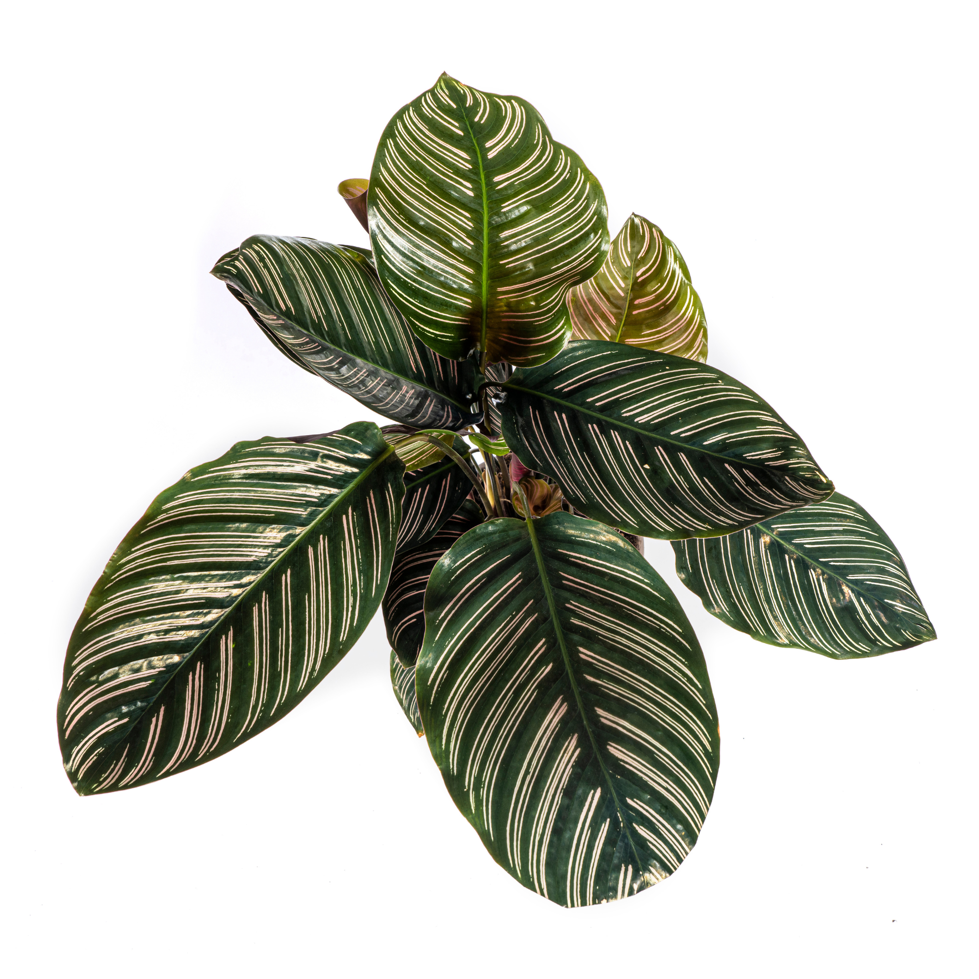 Aufnahme von oben der Gestreifte Korbmarante Calathea Ornata Sanderiana 