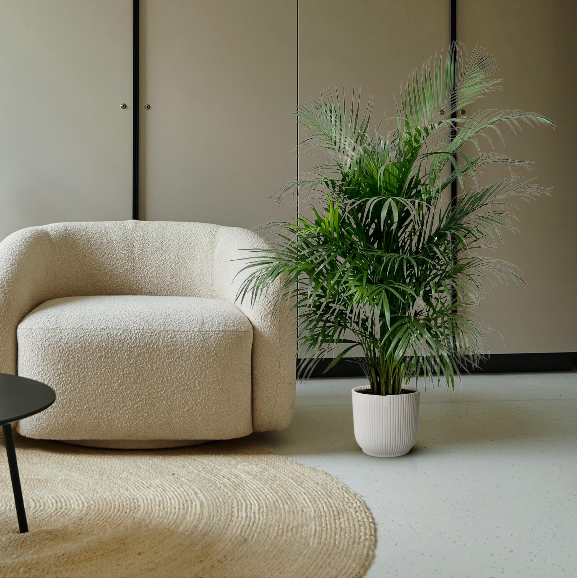buschige Zimmerpflanze Goldfruchtpalme Areca (Dypsis Lutescens) im Topf neben einem Sessel