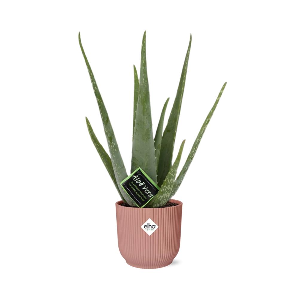 grüne Zimmerpflanze Echte Aloe Vera mit rosa elho Topf
