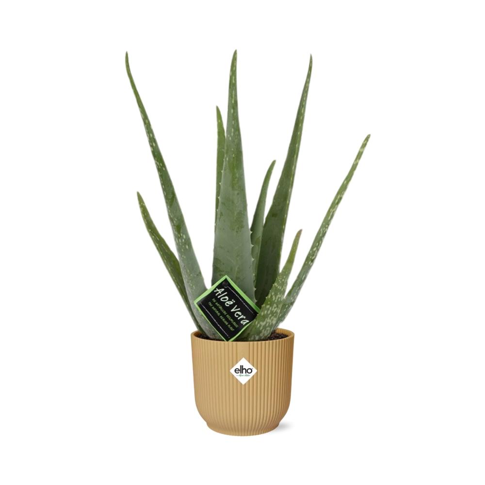 grüne Zimmerpflanze Echte Aloe Vera mit gelbem Elho Topf