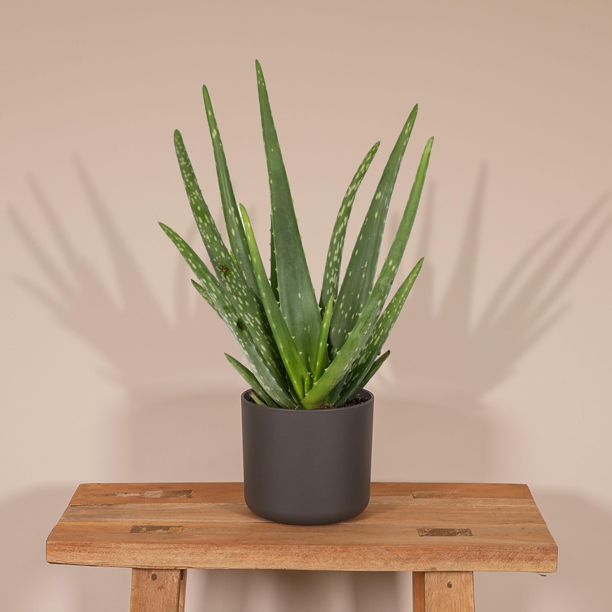 grüne zimmerpflanze Echte Aloe vera auf einem Regal
