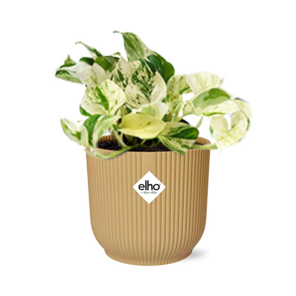 Zimmerpflanze Efeutute Epipremnum Pinnatum Happy Leaf im gelbem Elho Topf