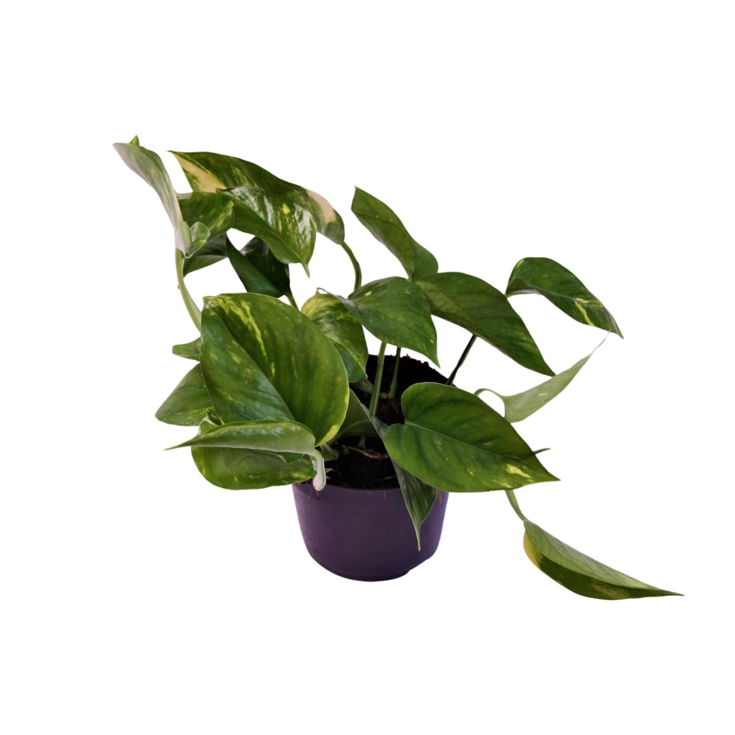 Efeutute Epipremnum Aureum - kleine Zimmerpflanze im Topf