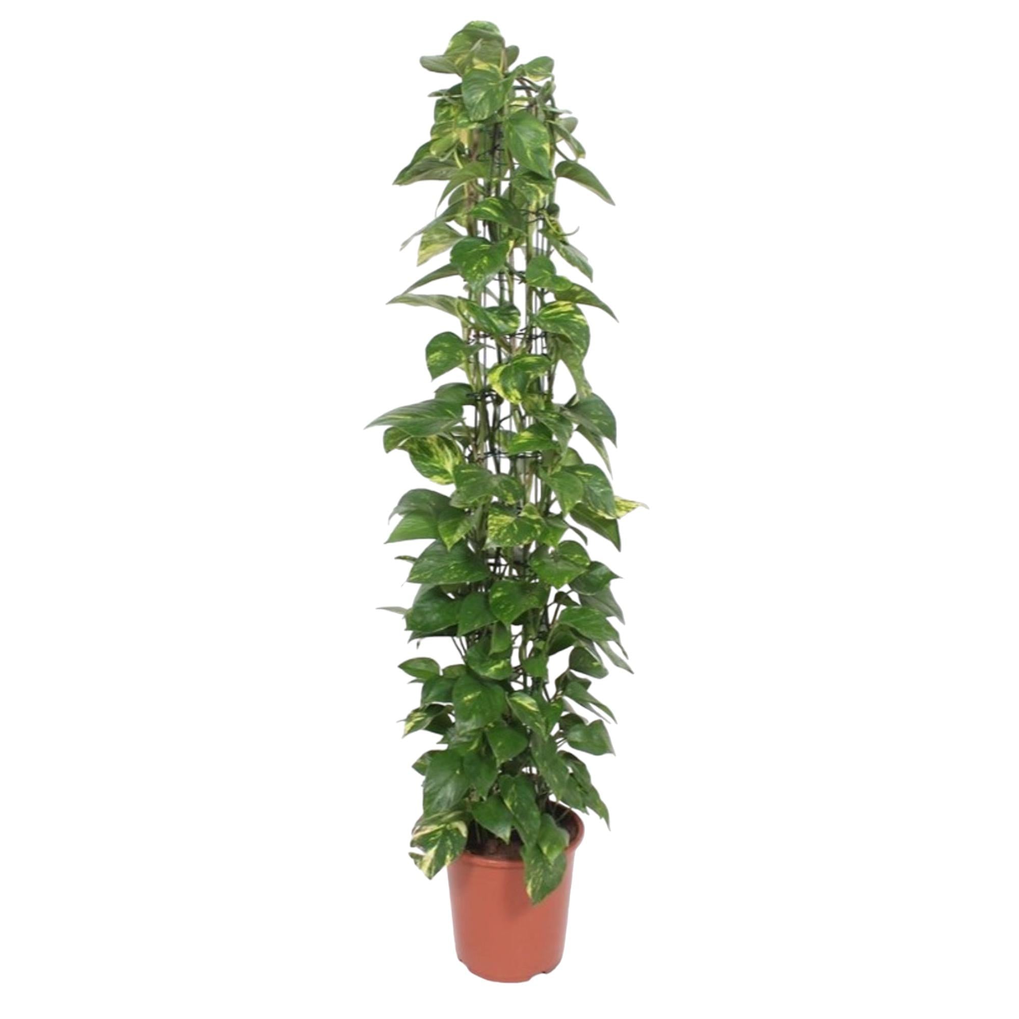 Efeutute Epipremnum Aureum - große Zimmerpflanze im Topf