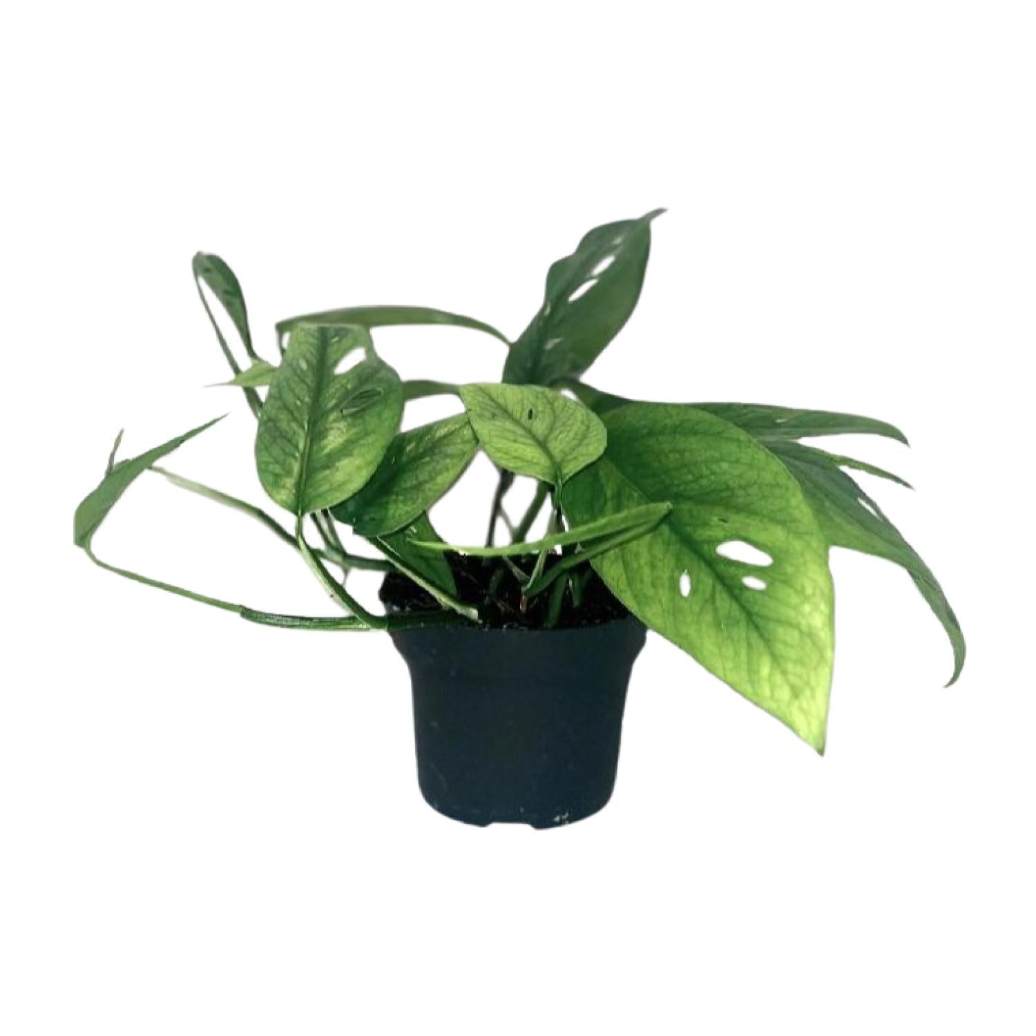 Zimmerpflanze Efeutute Epipremnum Cebu Blue im Topf
