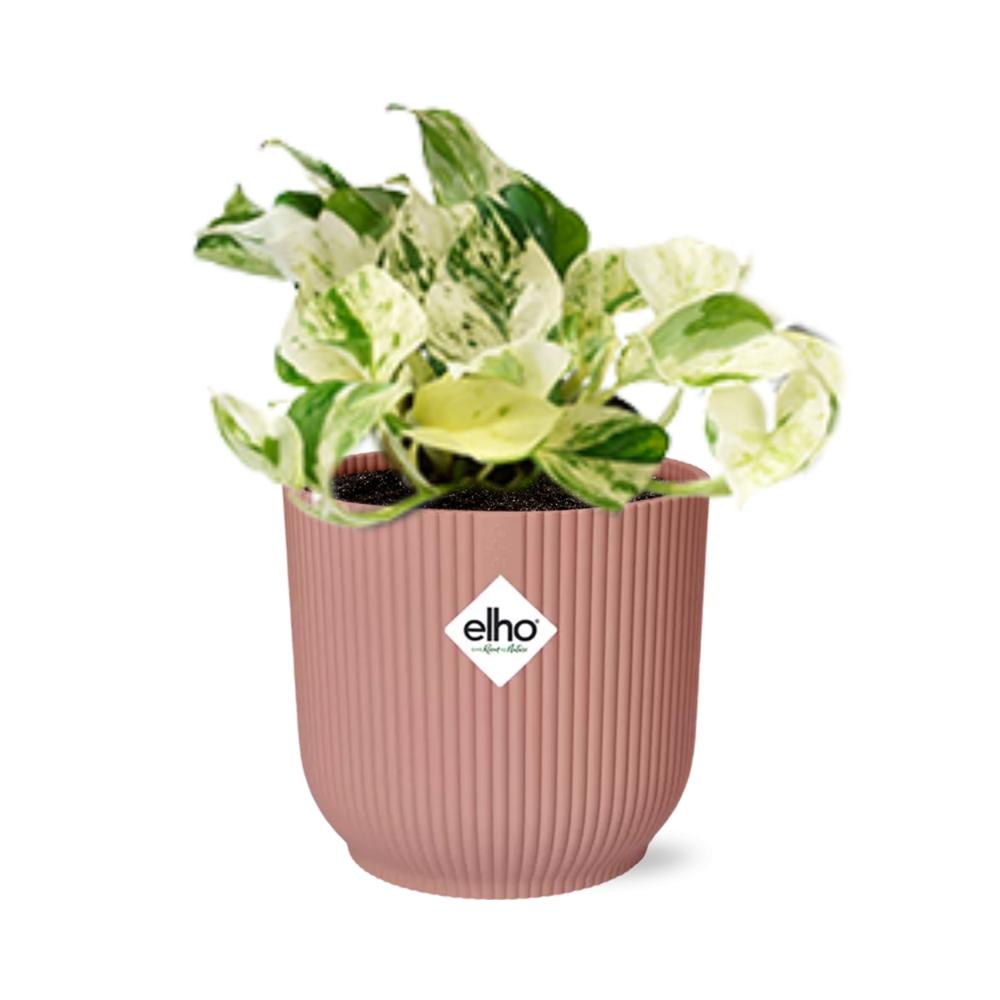 Zimmerpflanze Efeutute Epipremnum Pinnatum Happy Leaf im rosa Elho Topf