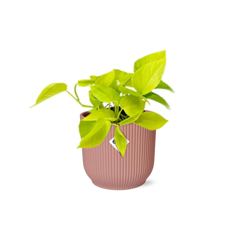 Zimmerpflanze Goldene Efeutute Epipremnum Pinnatum ‘Golden Pothos’ im rosa Elho Topf