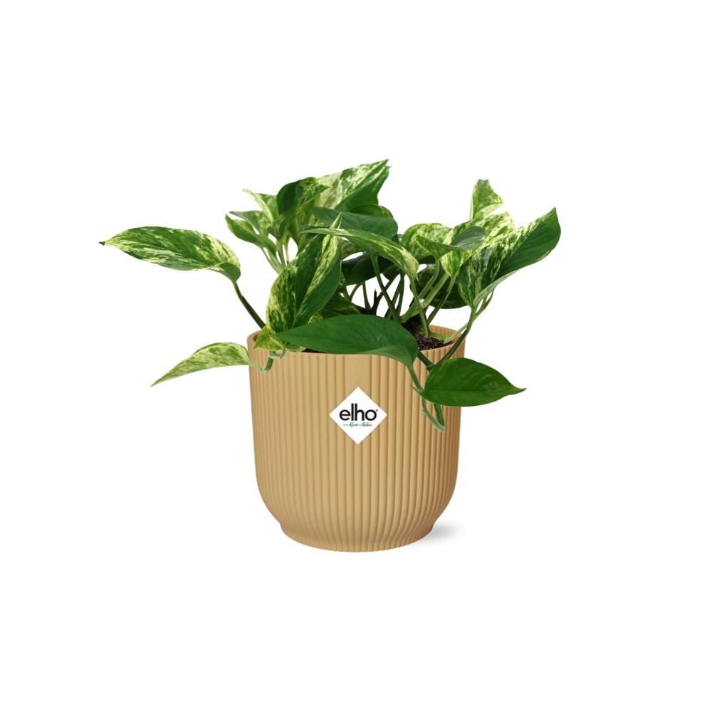 Zimmerpflanze Efeutute Scindapsus (Epipremnum) Marble Queen im gelben Elho Topf