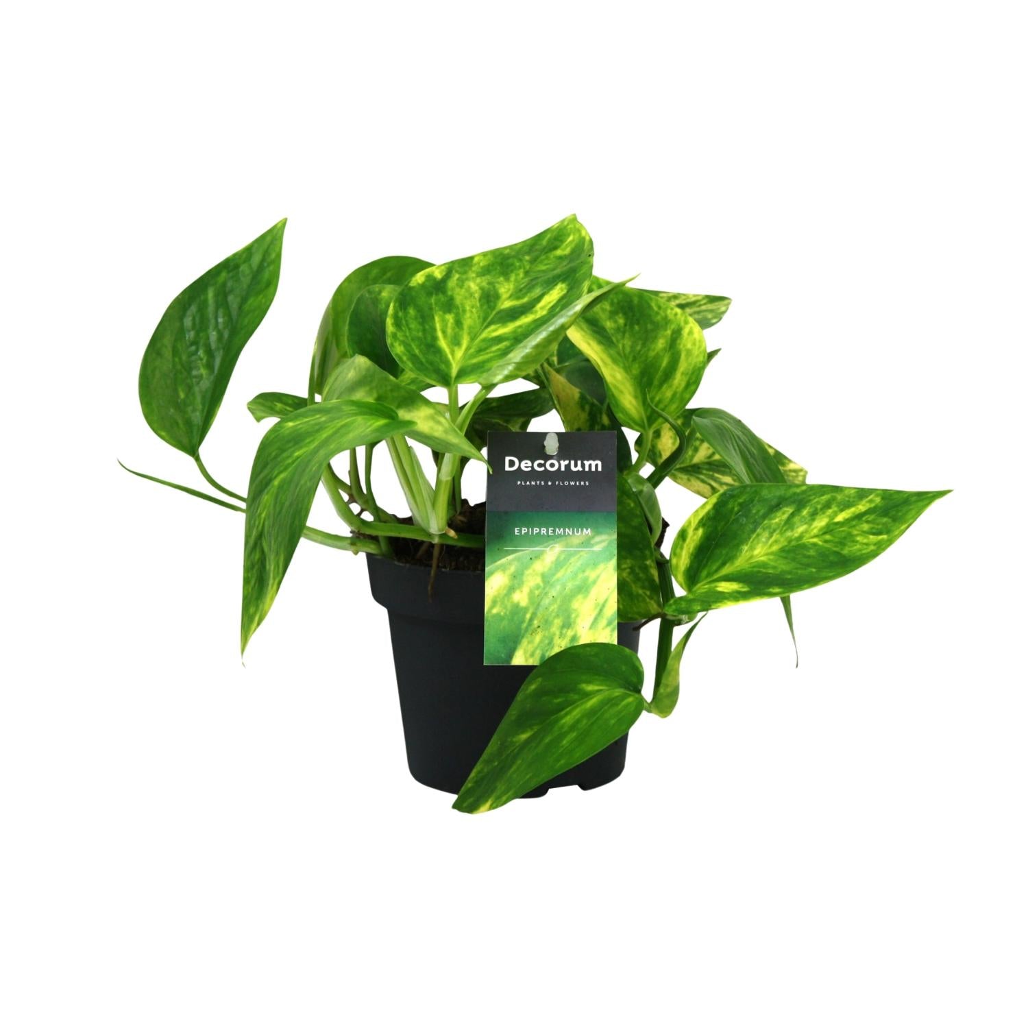 bunte Zimmerpflanze Efeutute Scindapsus (Epipremnum) Pinnatum im Topf