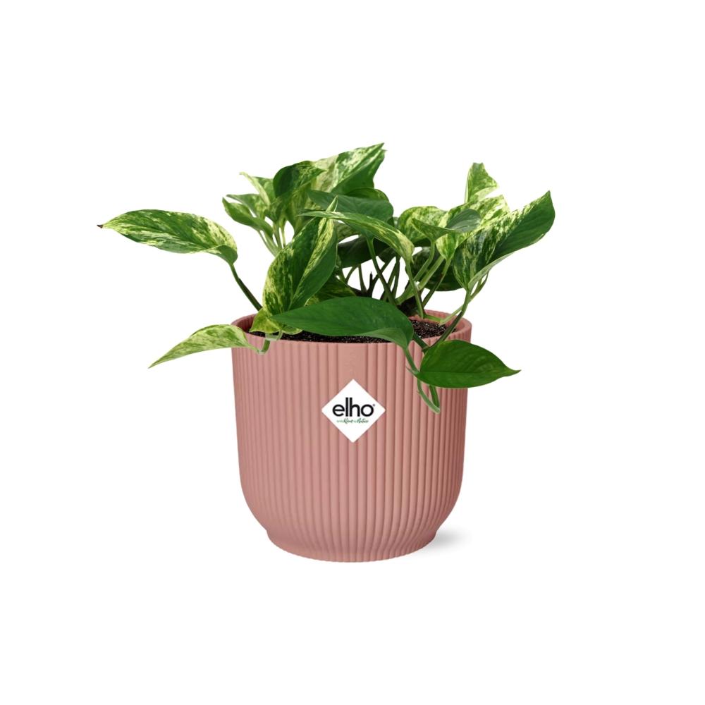 Zimmerpflanze Efeutute Scindapsus (Epipremnum) Marble Queen im rosa Elho Topf