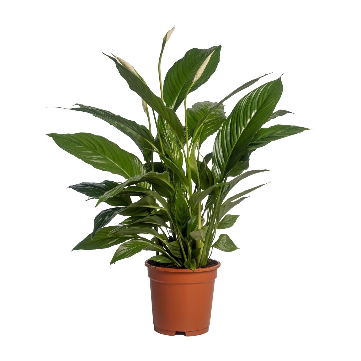 grüne Zimmerpflanze Einblatt Spathiphyllum Vivaldi im Topf