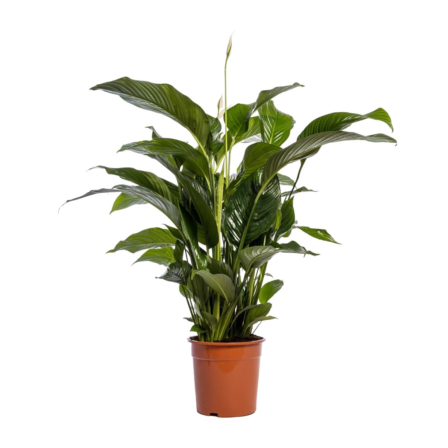 grüne Zimmerpflanze Einblatt Spathiphyllum Bellini im Topf