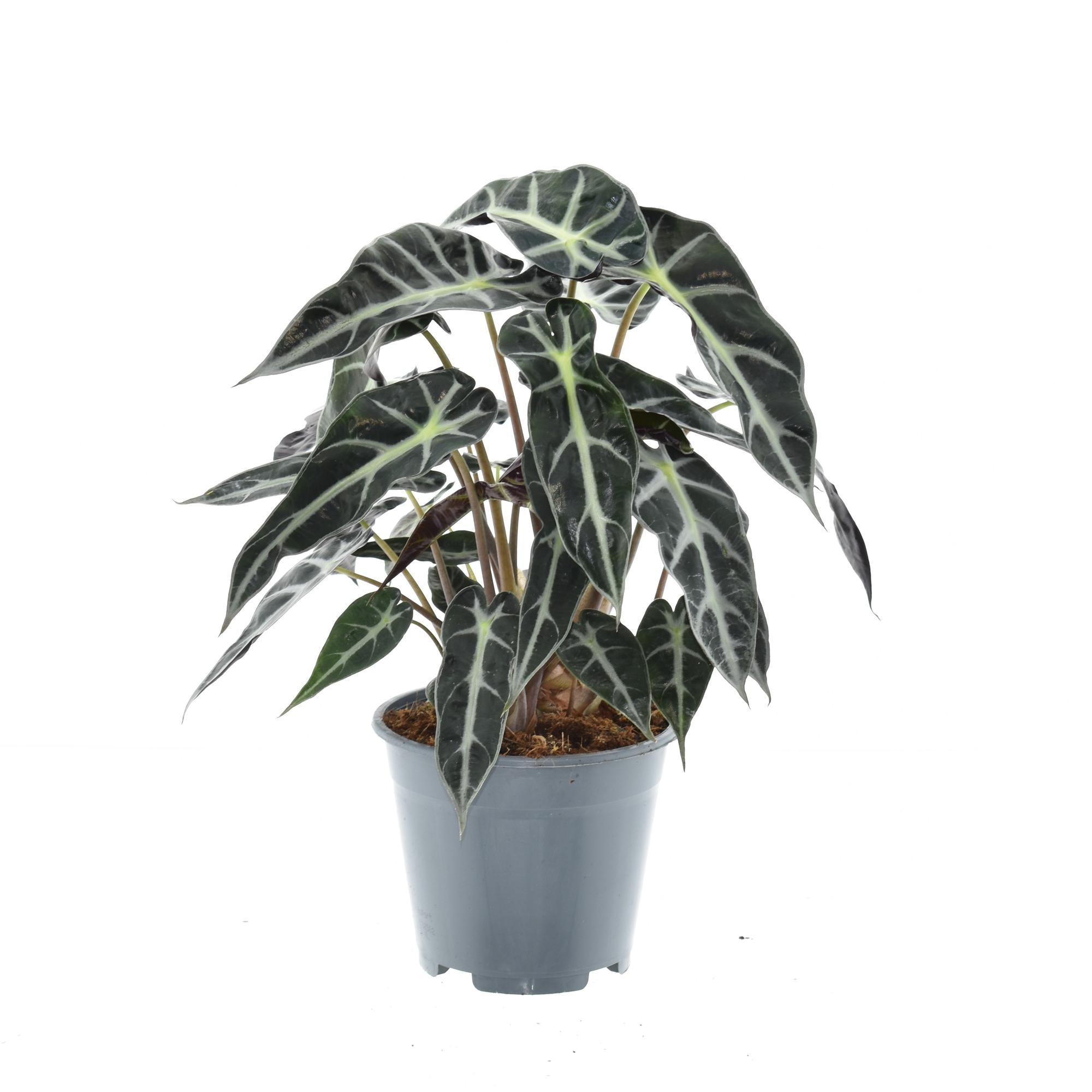 Zimmerpflanze Elefantenohr Alocasia Bambino Arrow  im Topf