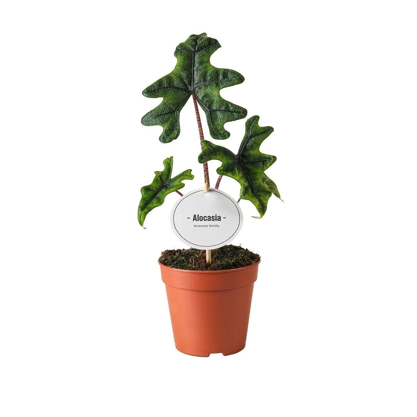 Grünpflanze Elefantenohr Alocasia Jacklyn im Topf