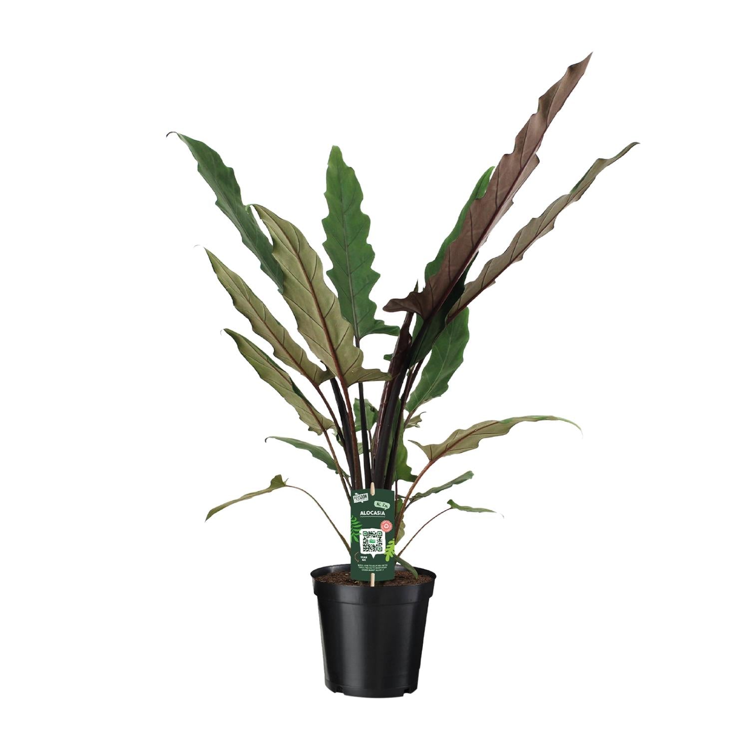 bunte Zimmerpflanze Elefantenohr Alocasia Lauterbachiana im Topf