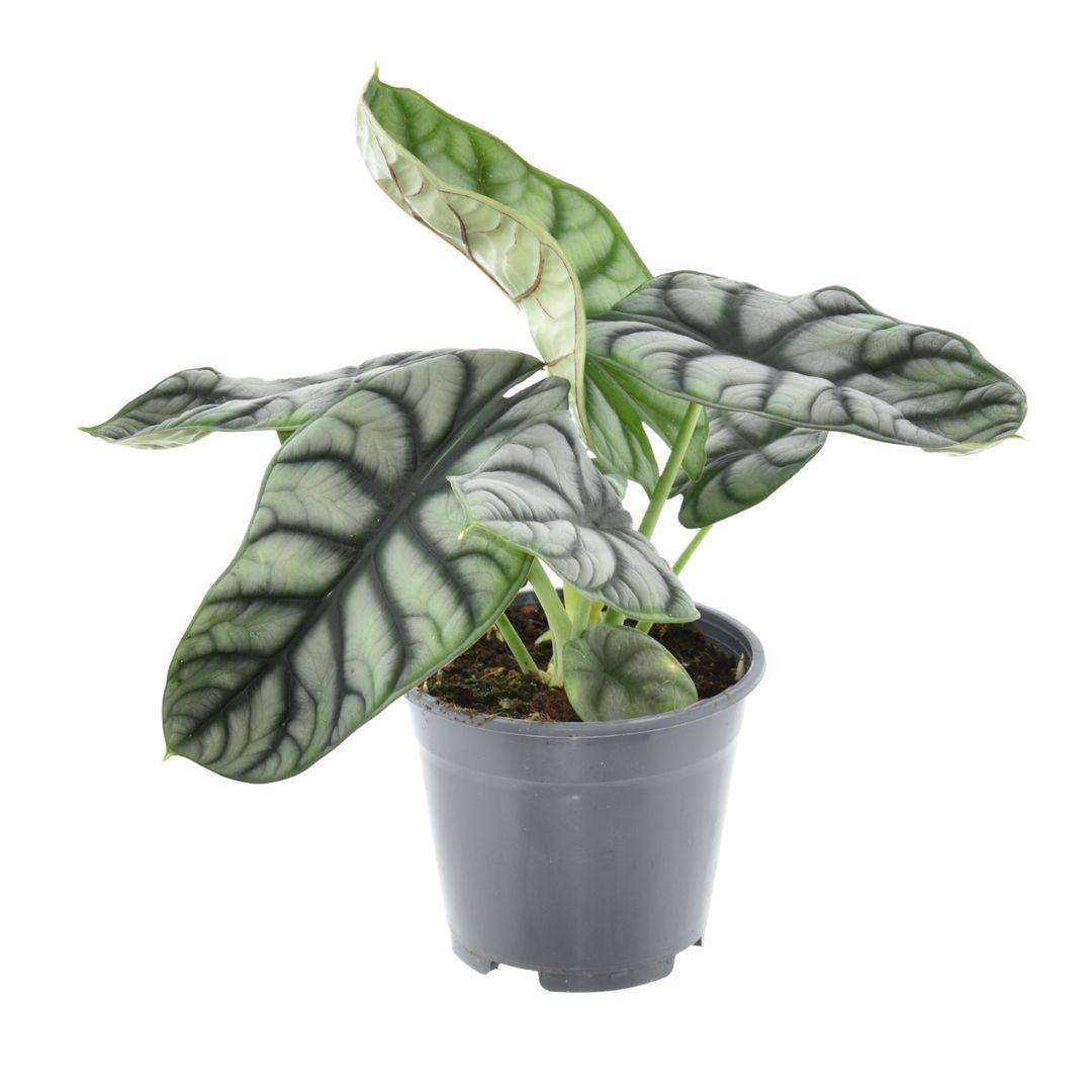 Zimmerpflanze Elefantenohr Alocasia Nebula Silver Compacta im Topf