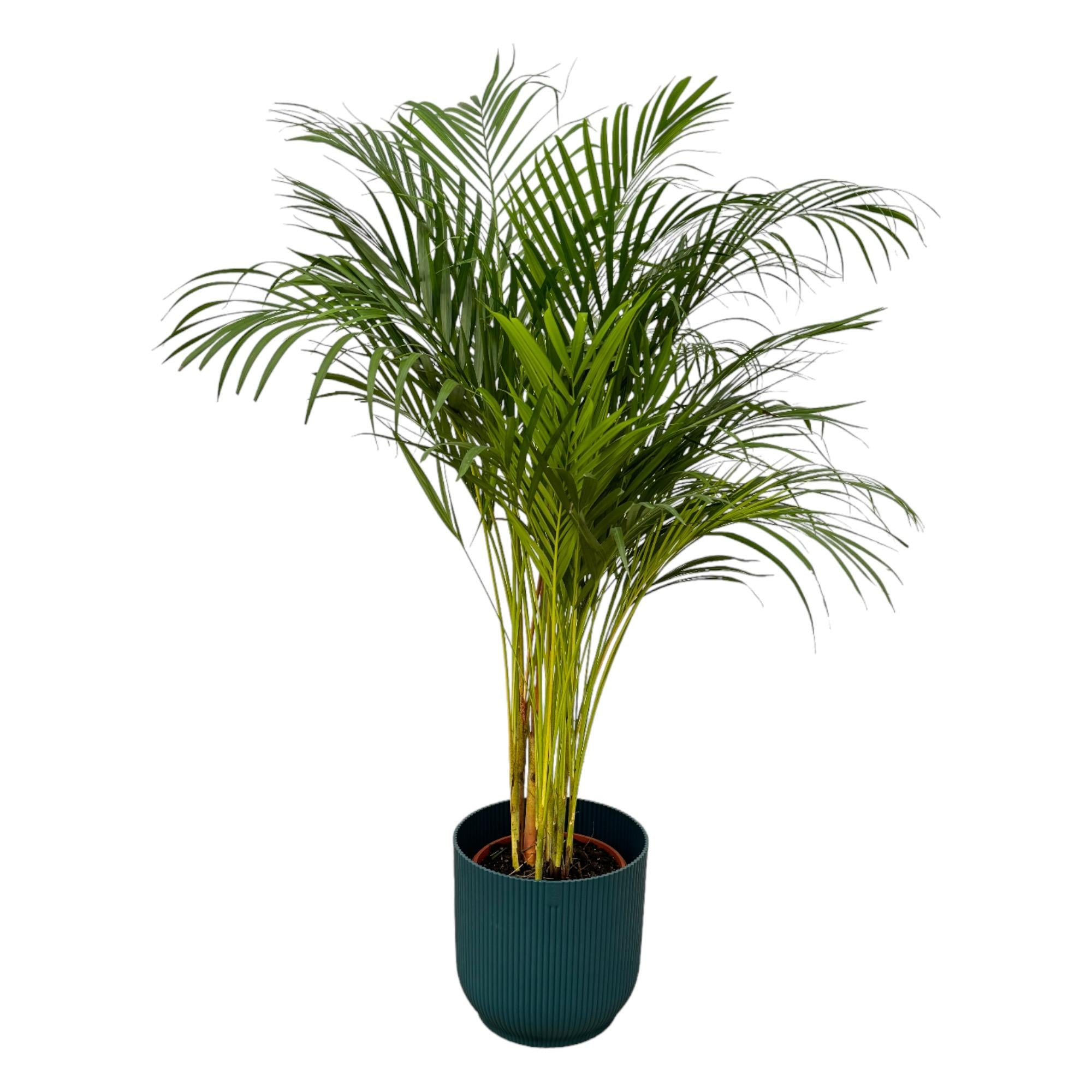 grüne Zimmerpflanze Goldfruchtpalme Areca im blauen Elho Topf