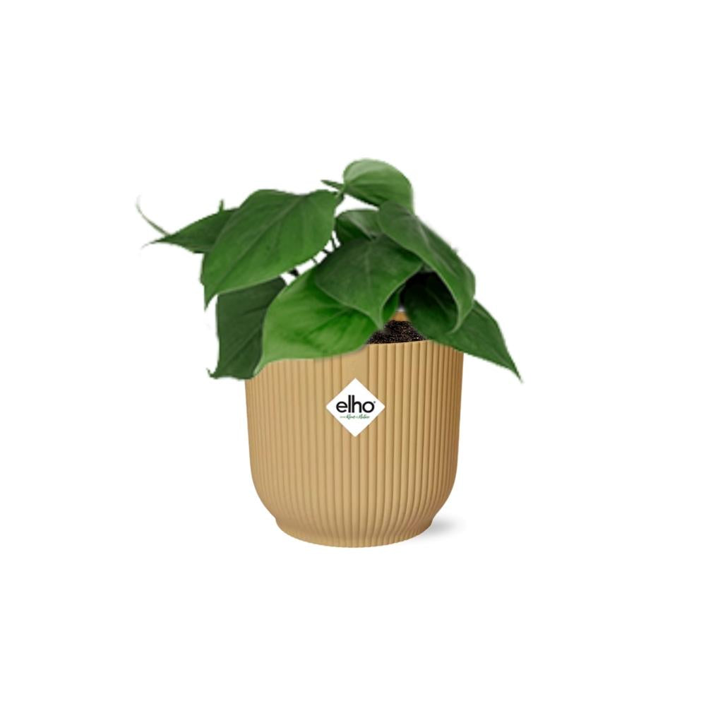 grüne Zimmerpflanze Philodendron Scandens  im gelbem Elho Topf