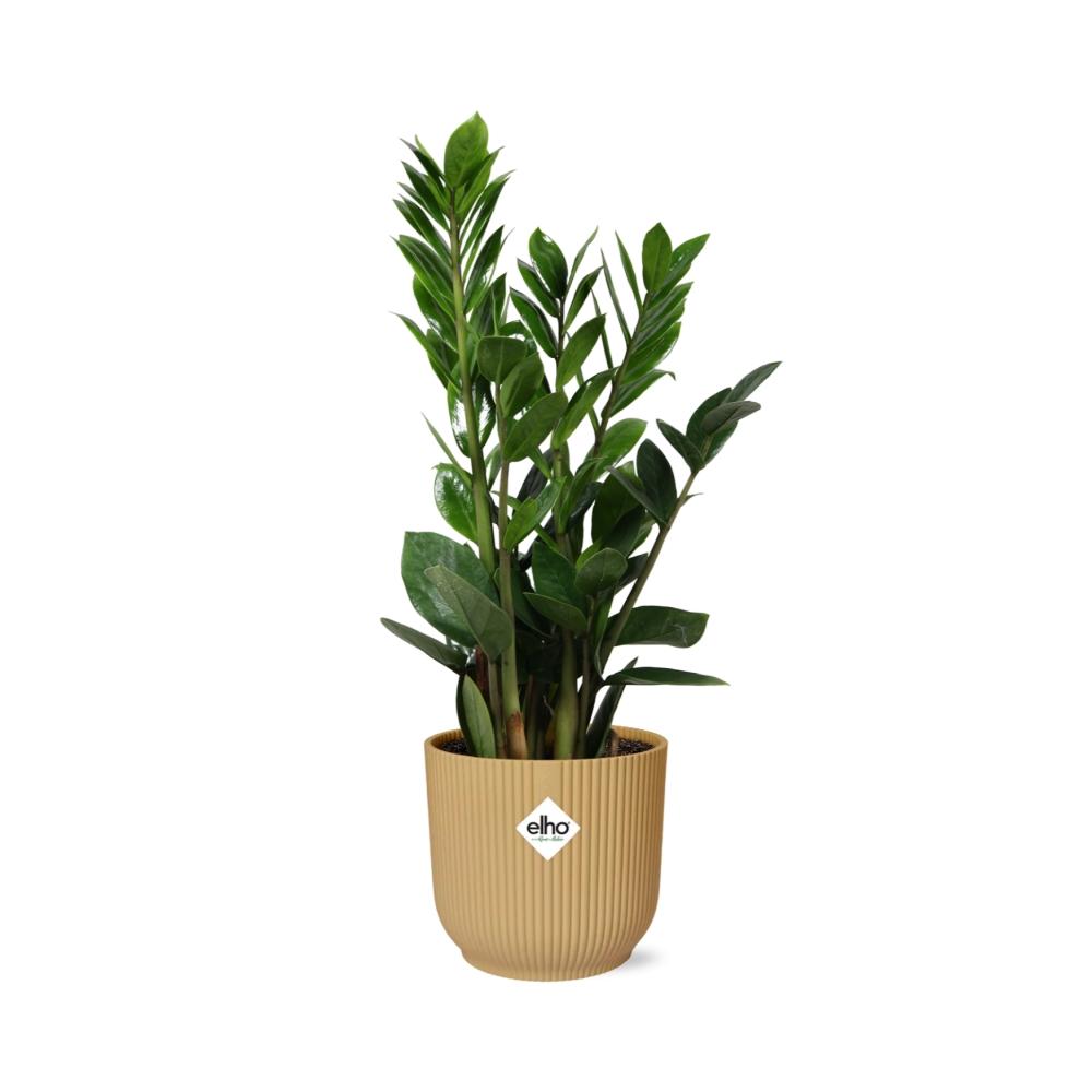 grüne Zimmerpflanze Glücksfeder Zamioculcas im gelbem elho Topf
