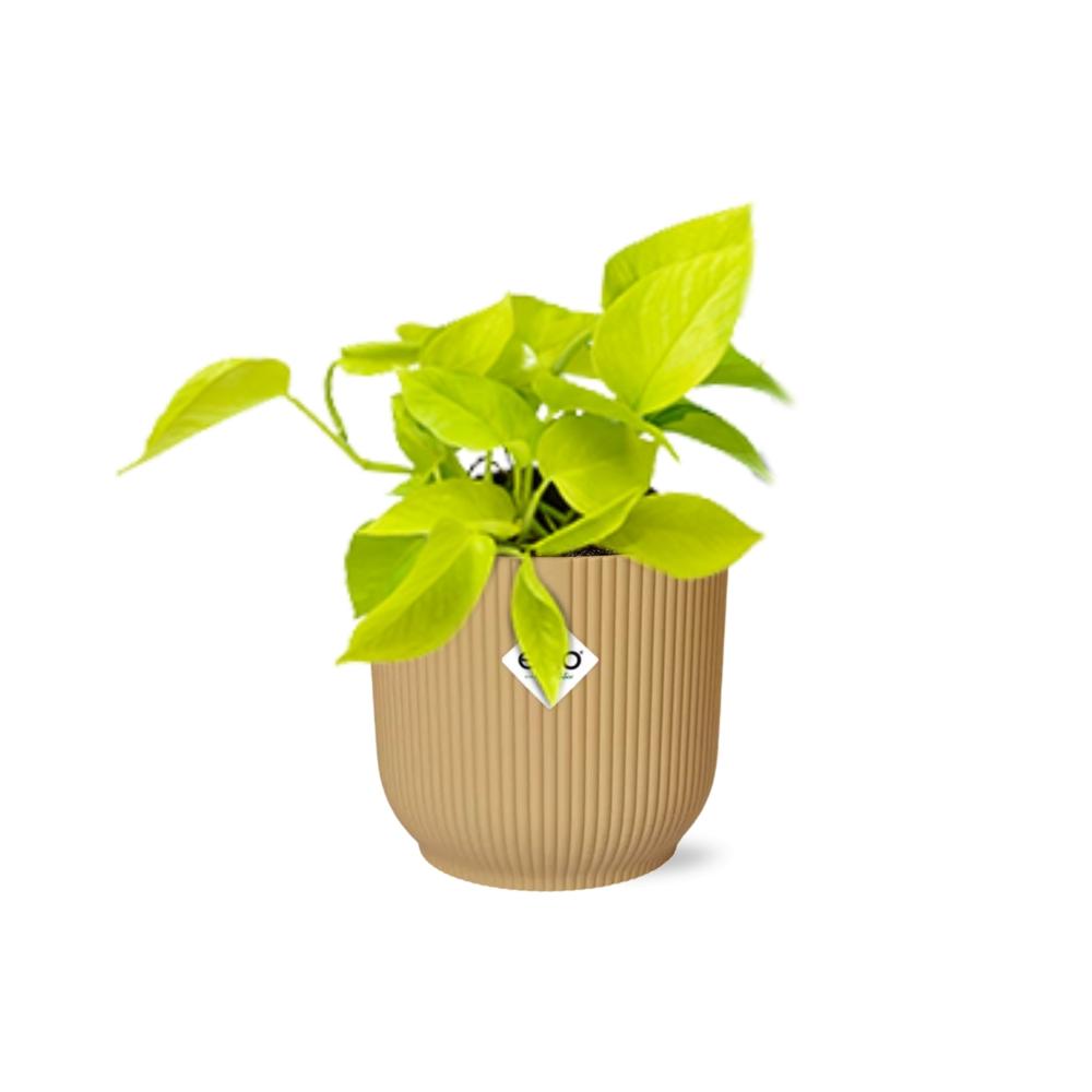 Zimmerpflanze Goldene Efeutute Epipremnum Pinnatum ‘Golden Pothos’ im gelbem Elho Topf