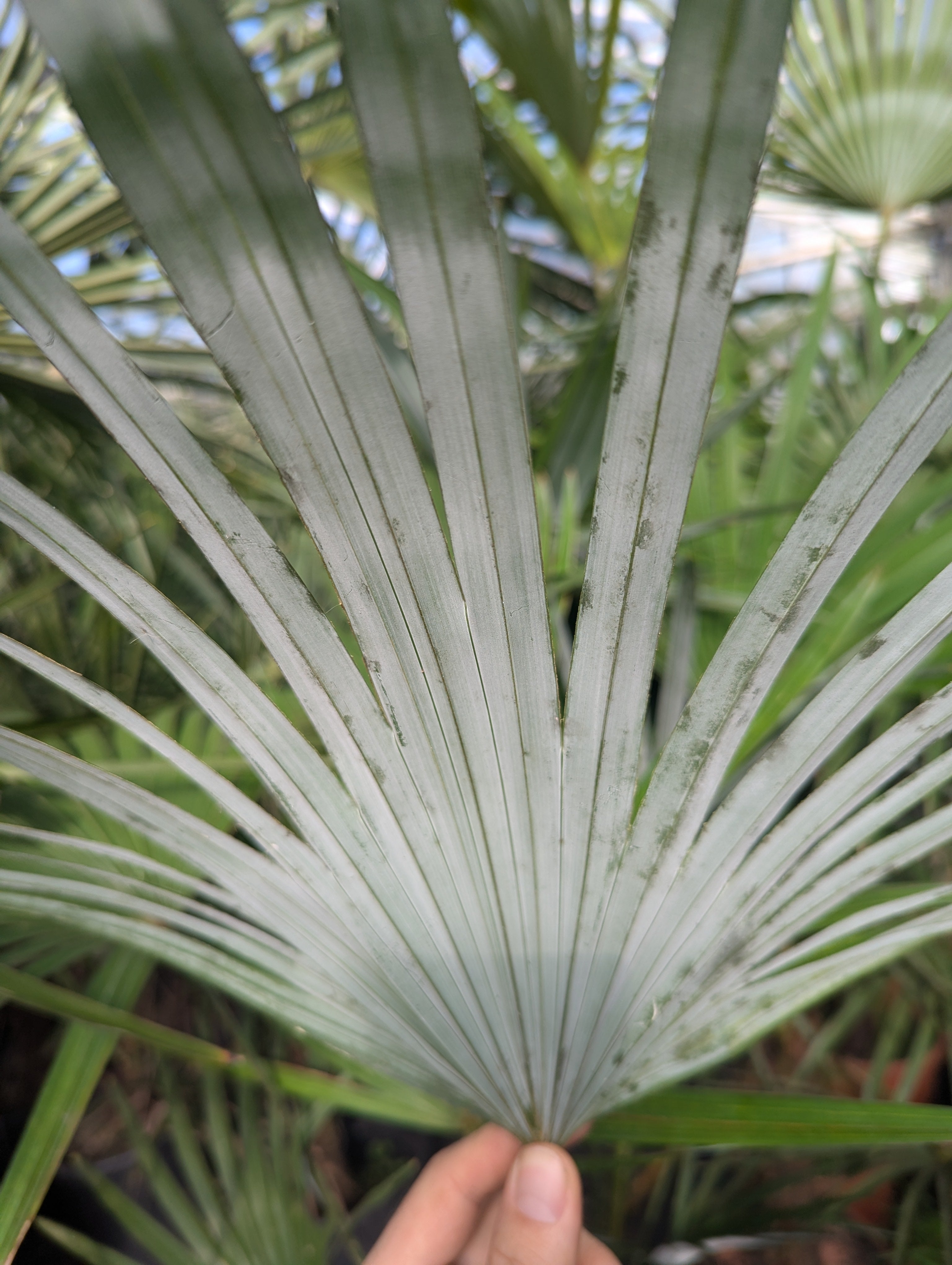 fächer der hybriden trachycarpus x princeps