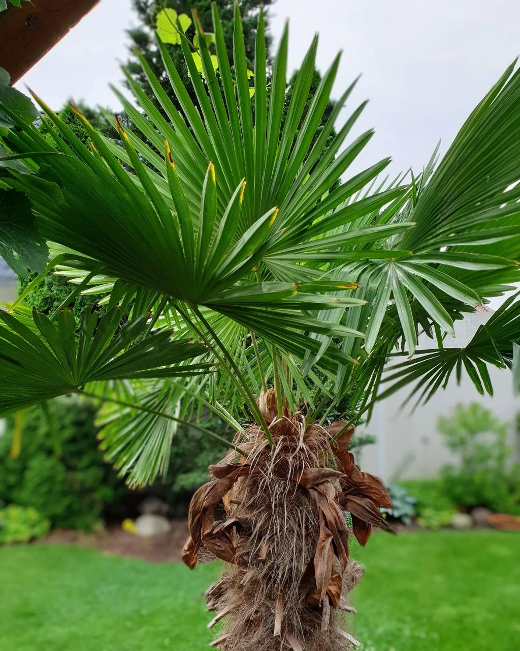 Fächer der Hanfpalme Trachycarpus Wagnerianus