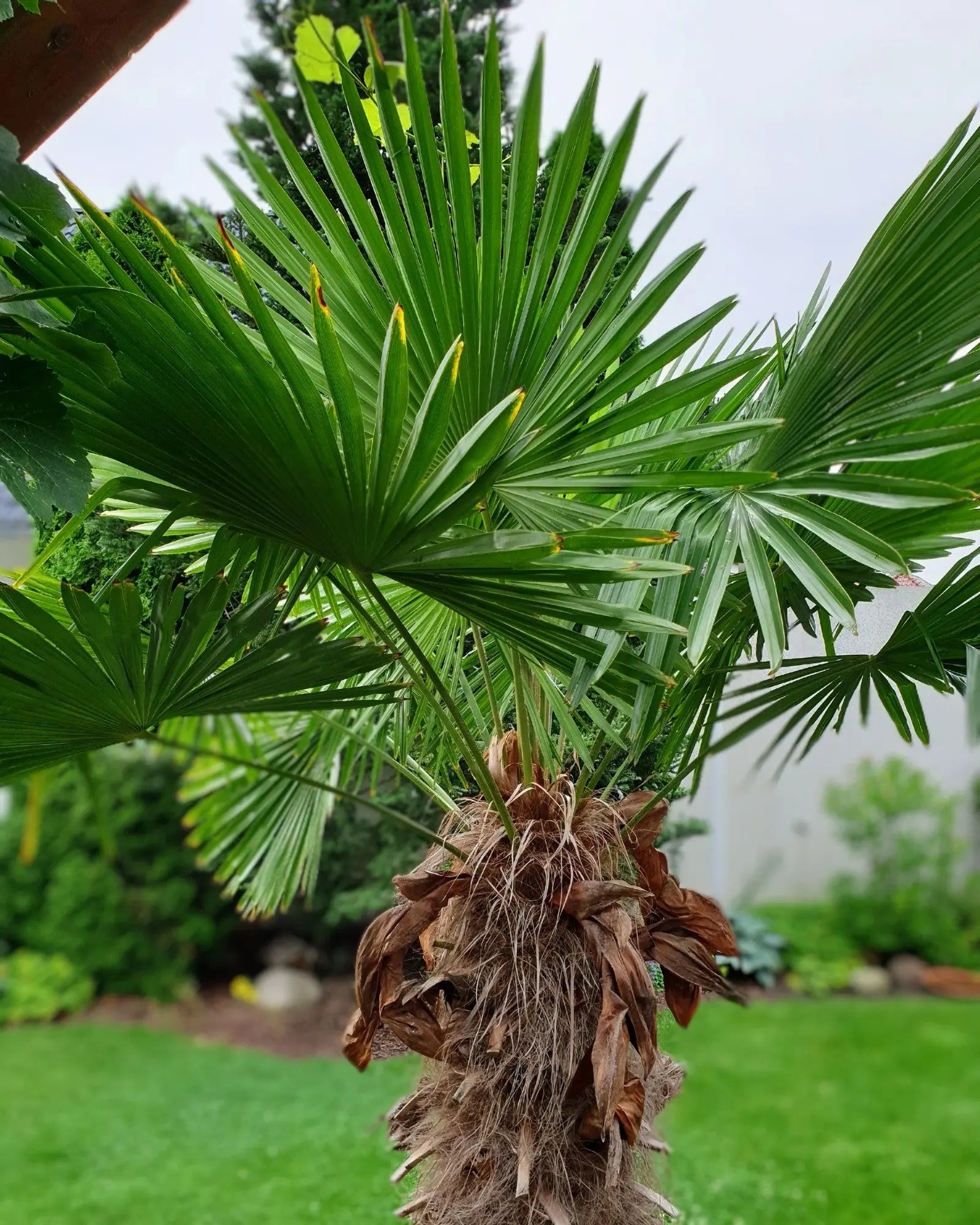 Fächer der Hanfpalme Trachycarpus Wagnerianus