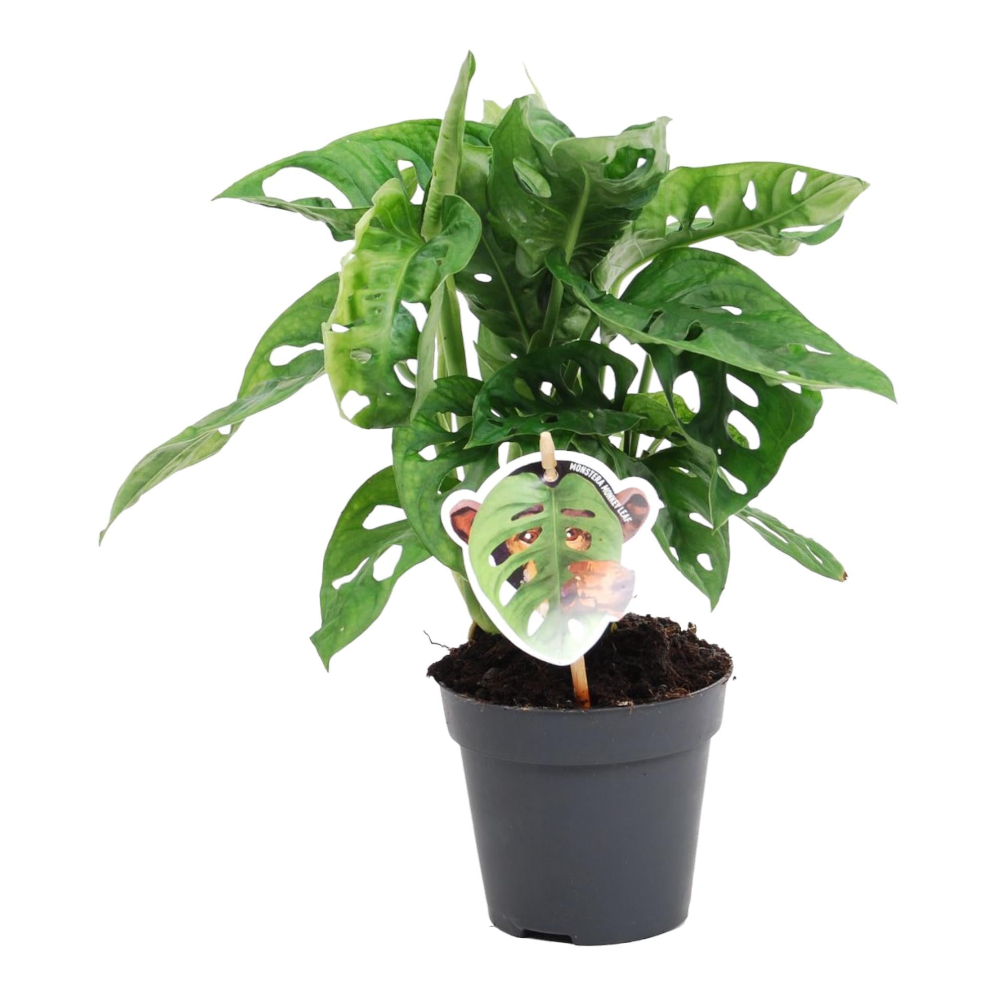 Zimmerpflanze Fensterblatt monstera obliqua monkey leaf im Topf