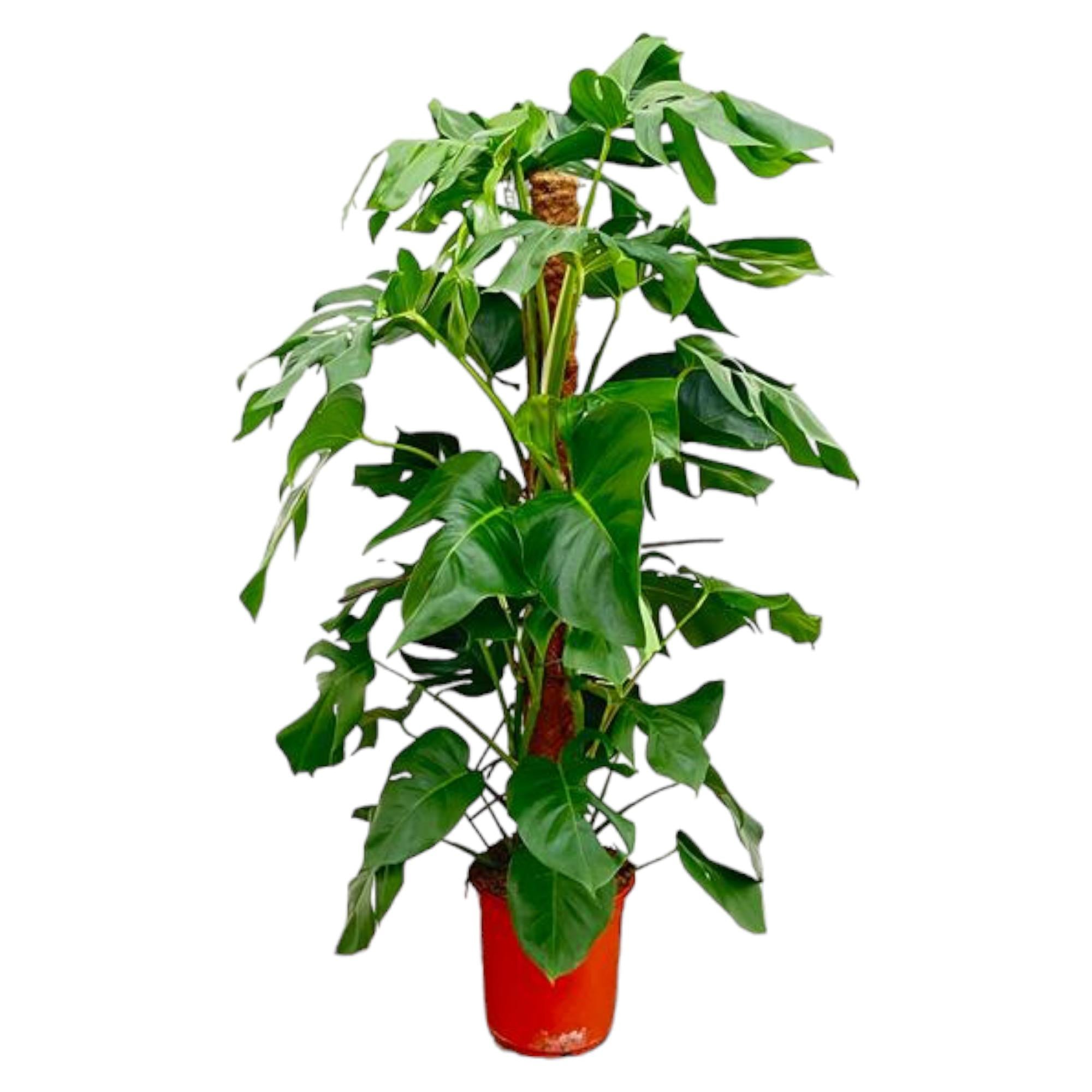 Fensterblatt Monstera Pertusum - große grüne Zimmerpflanze