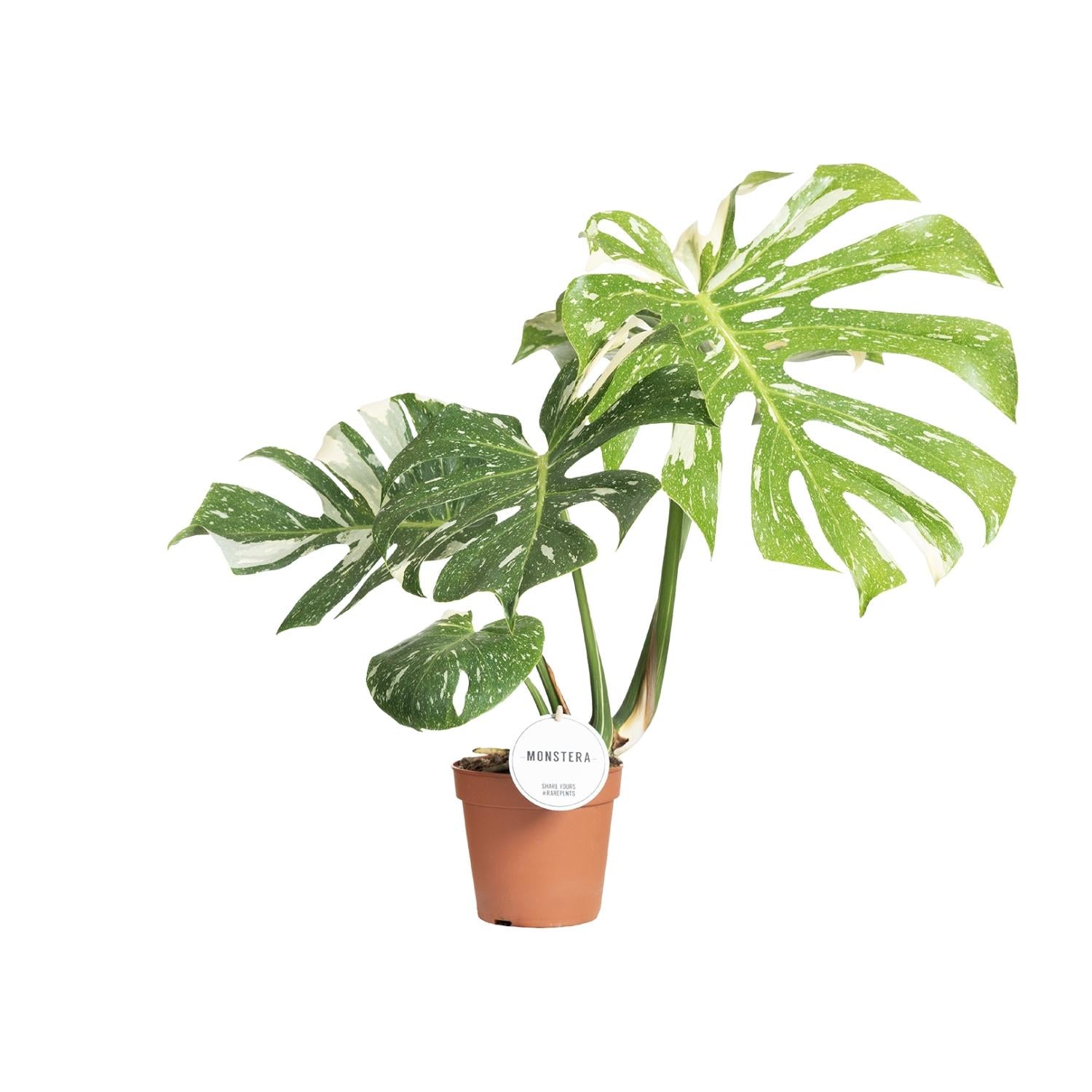 Topfpflanze Fensterblatt Monstera Thai Constellation  