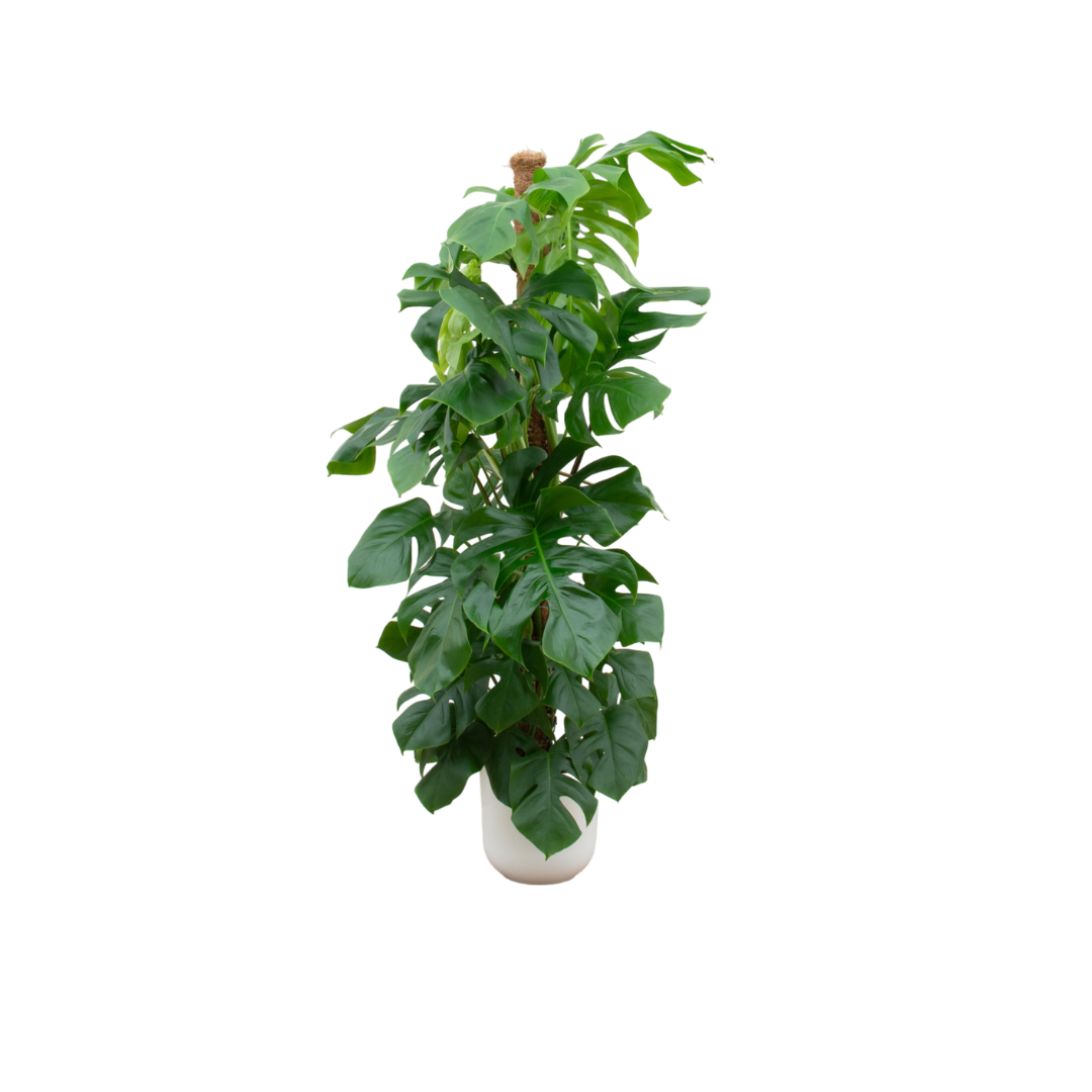 Zimmerpflanze Fensterblatt Monstera Pertusum XL in einem weißem Elho Topf