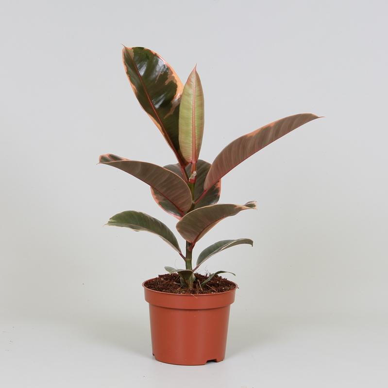 Zimmerpflanze Gummibaum Ficus Elastica Belize im Topf