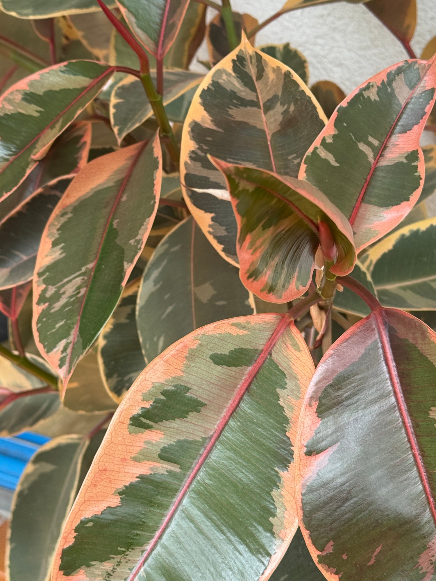 Auf dem Bild sind die Blätter der Zimmerpflanze Ficus elastica zu sehen.