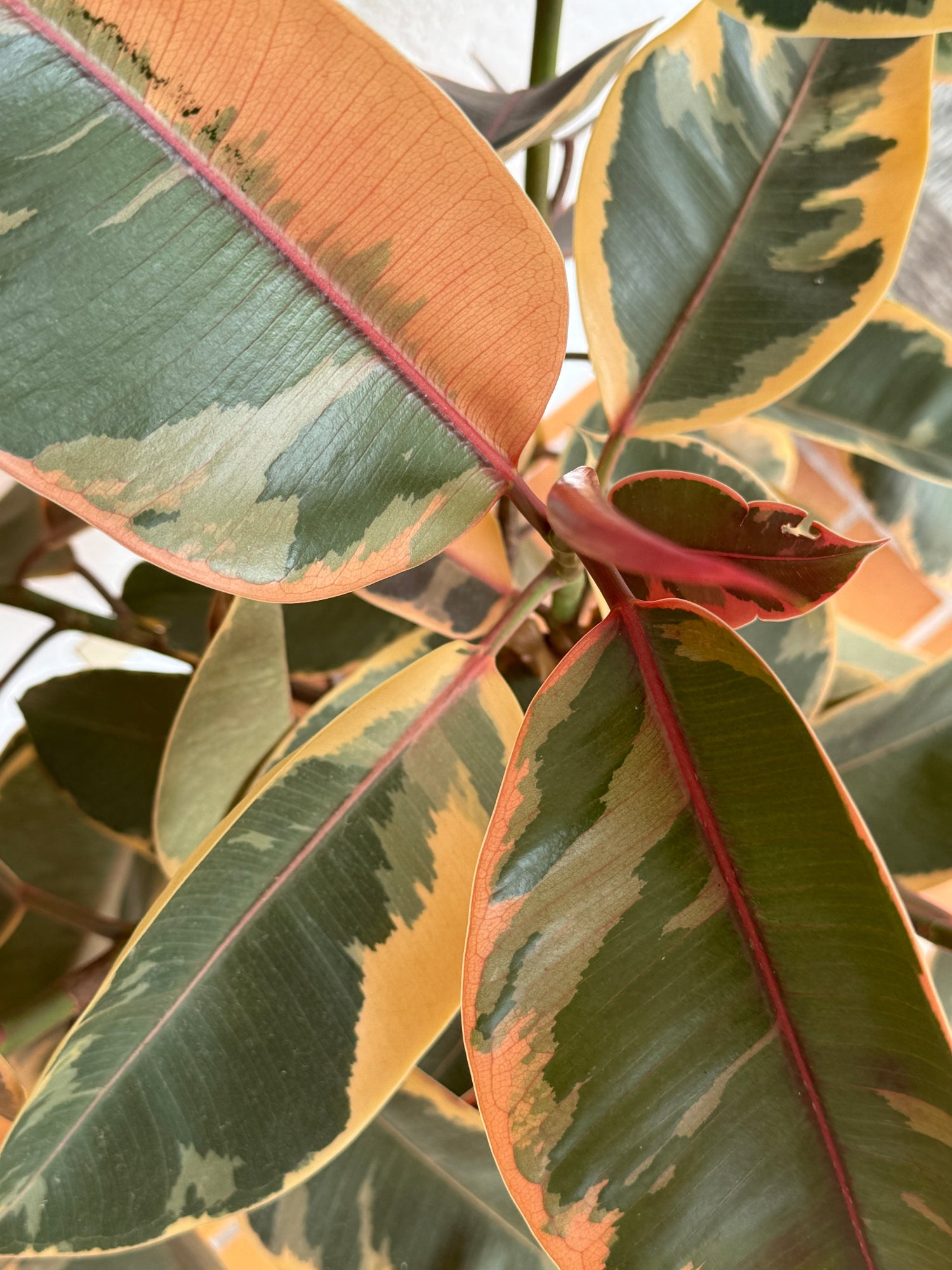 Eine Nahaufnahme der Blätter einer Zimmerpflanze namens Gummibaums ficus elastica.